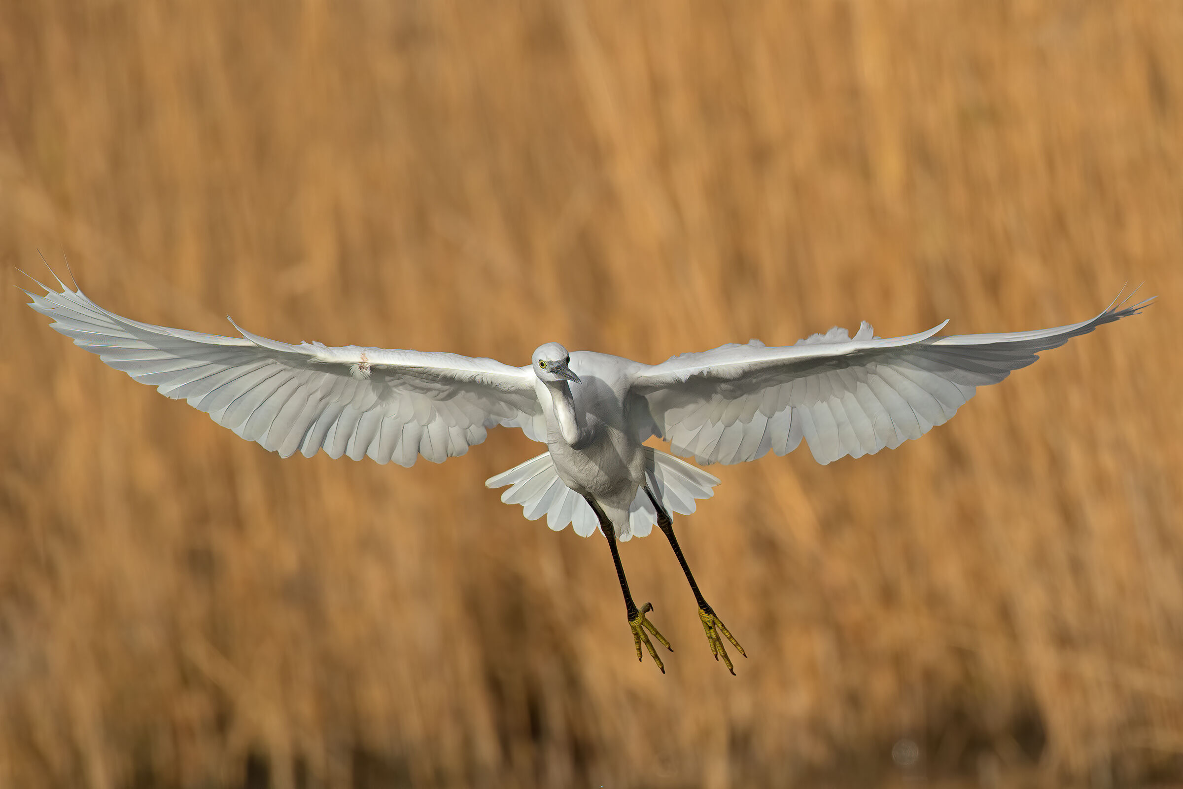 Incoming Egrets