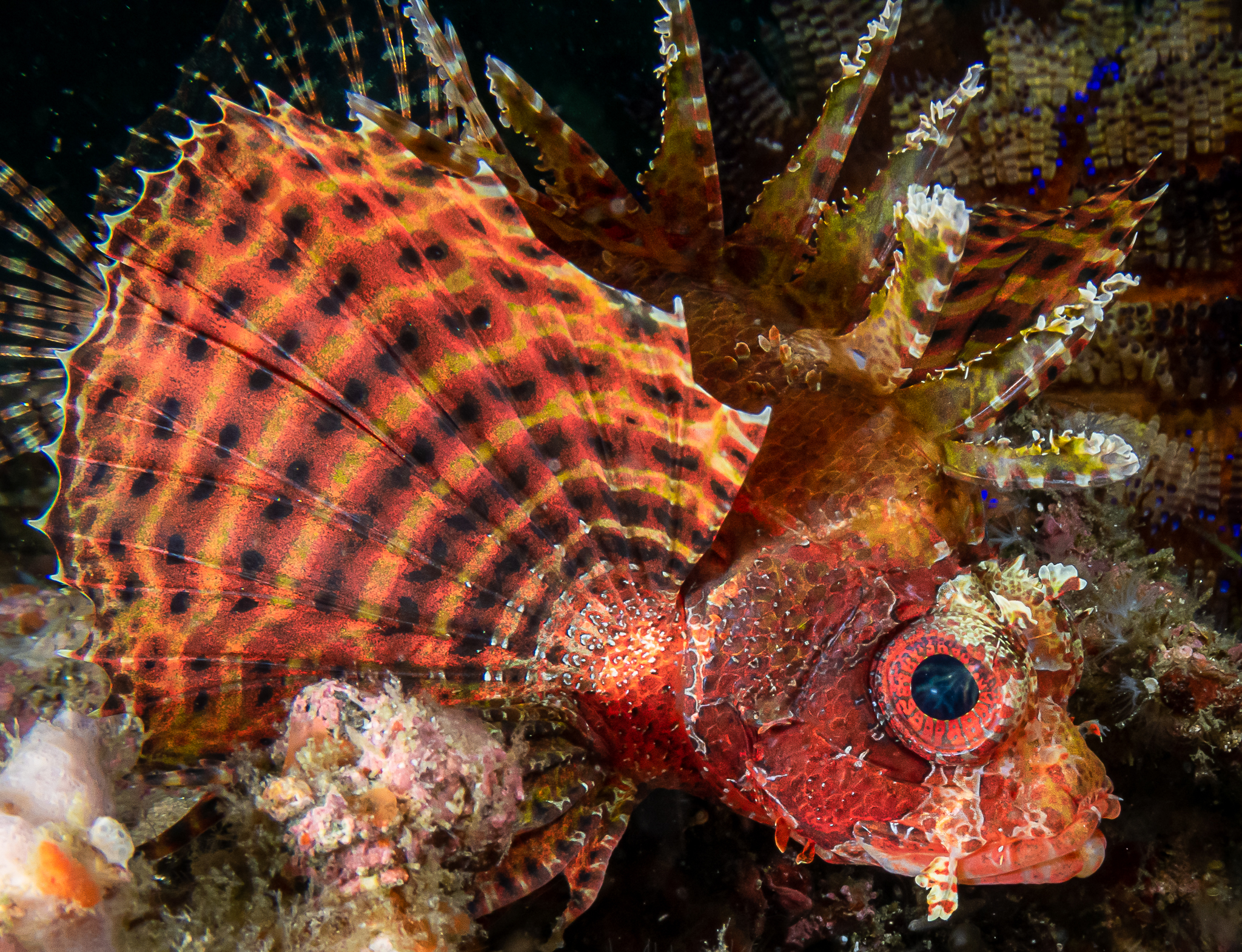 Red lionfish