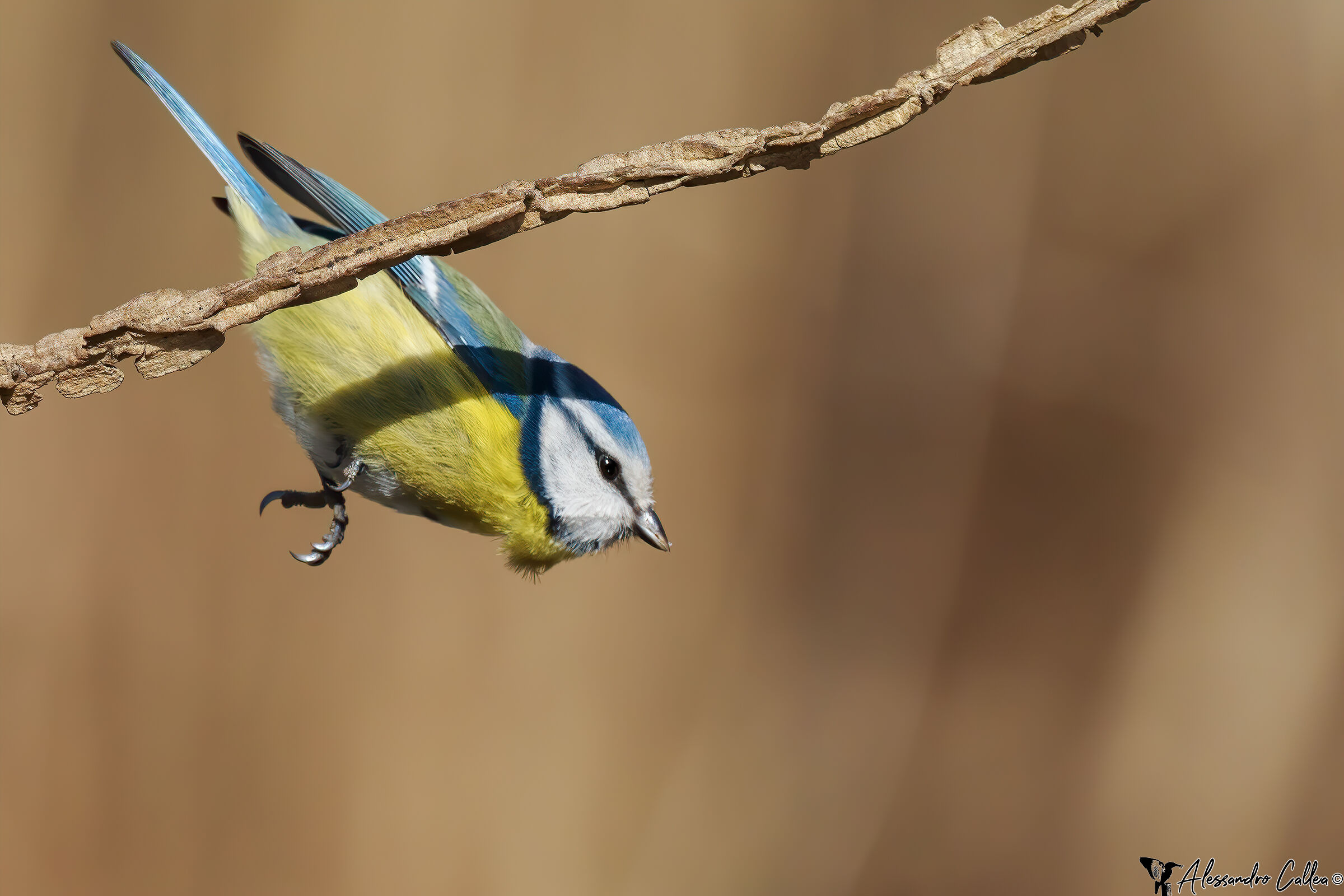 Geeeroooooniiiimoooooooooooo