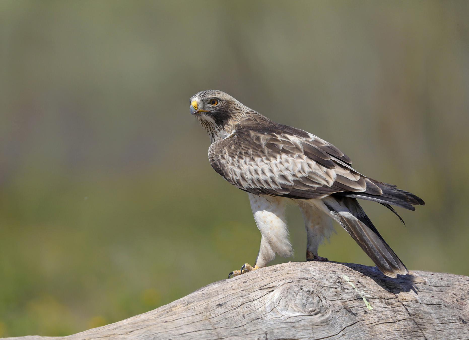 lesser eagle, the elegance of color
