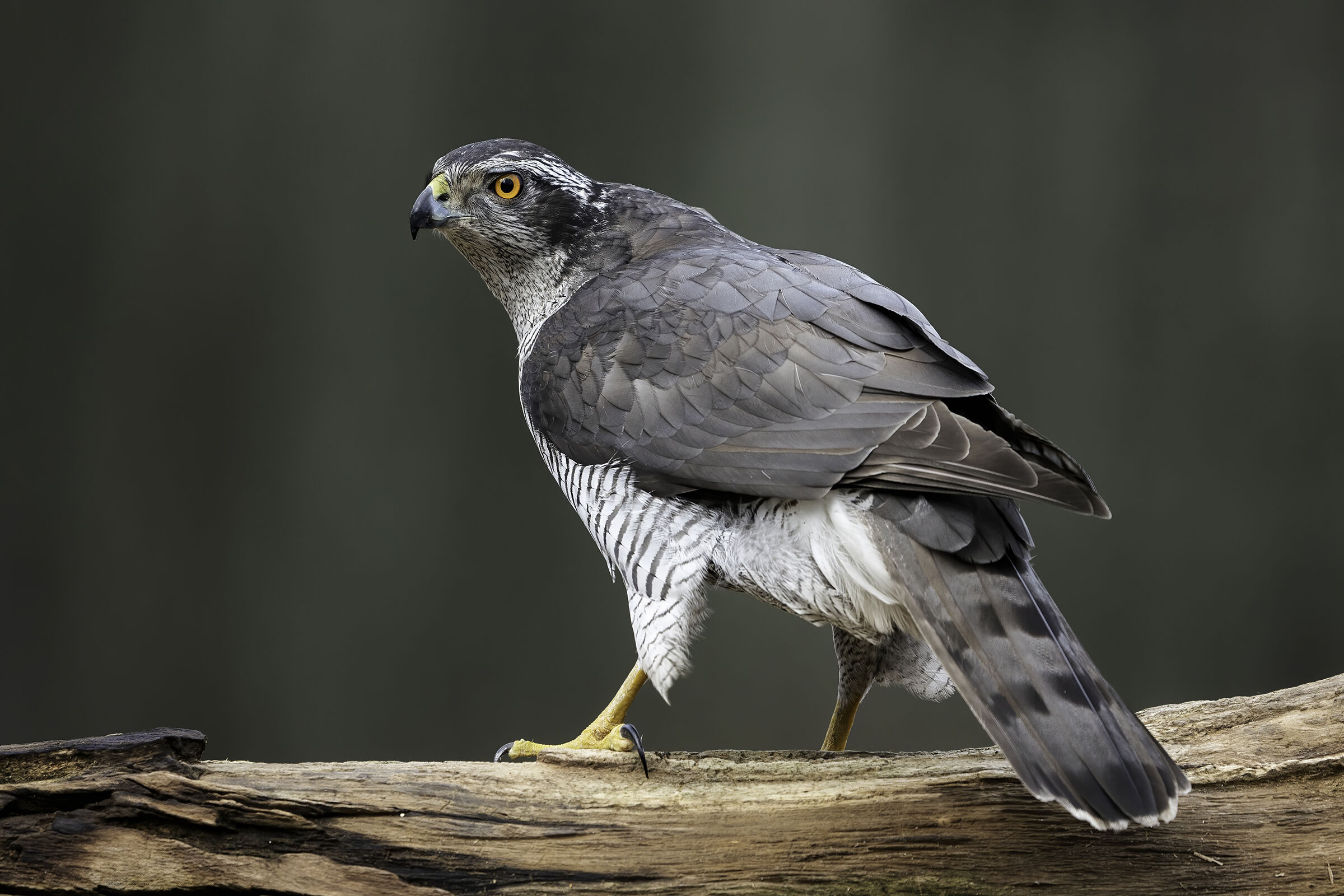 Goshawk