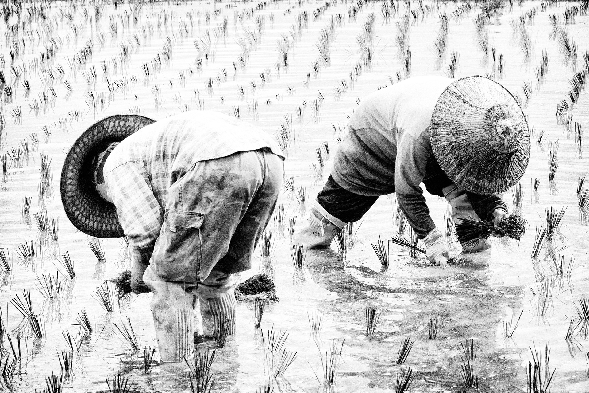 Women in rice paddies