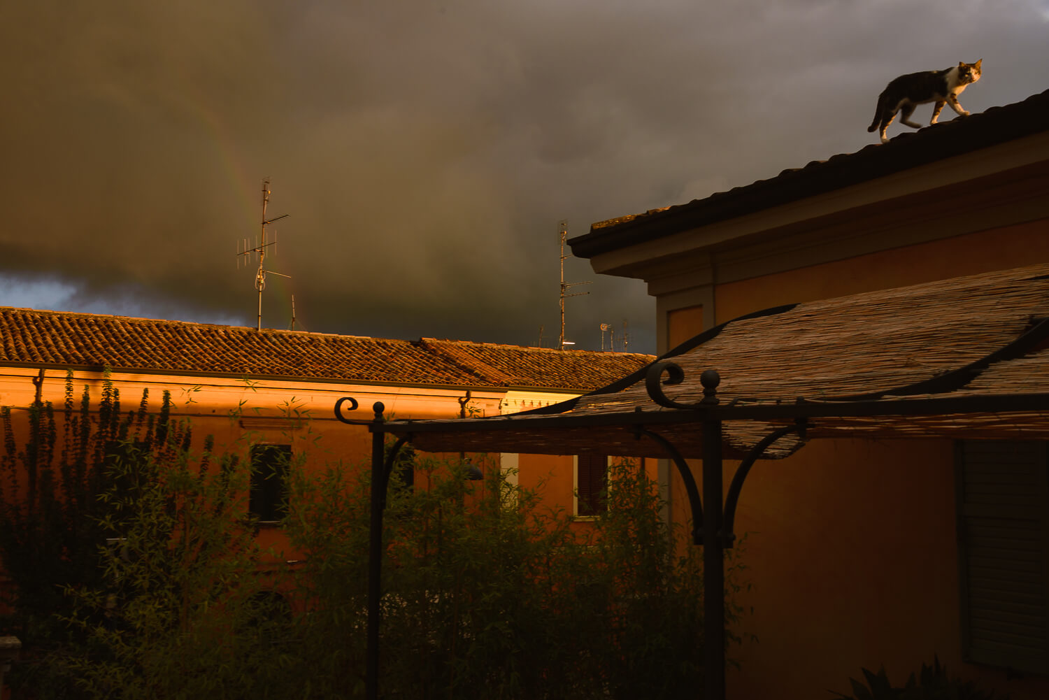 Savignano on the Rubicon, 2018