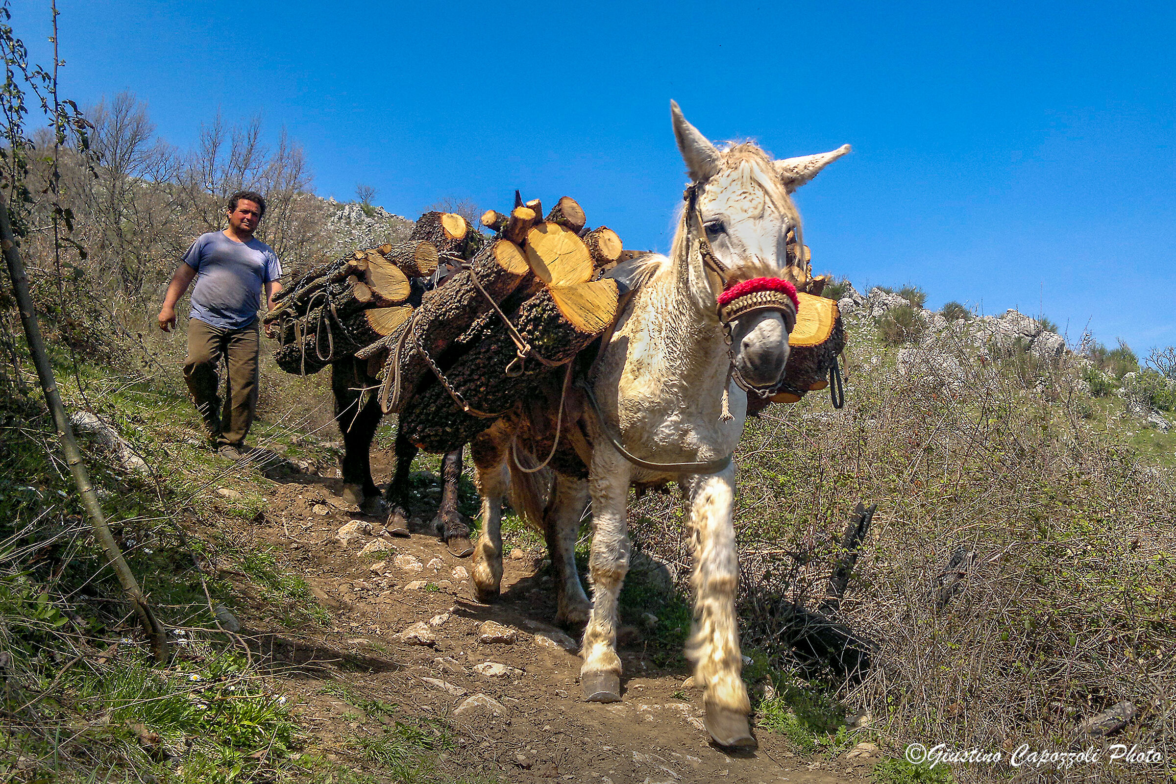 Vecchi Mestieri il Mulattiere.