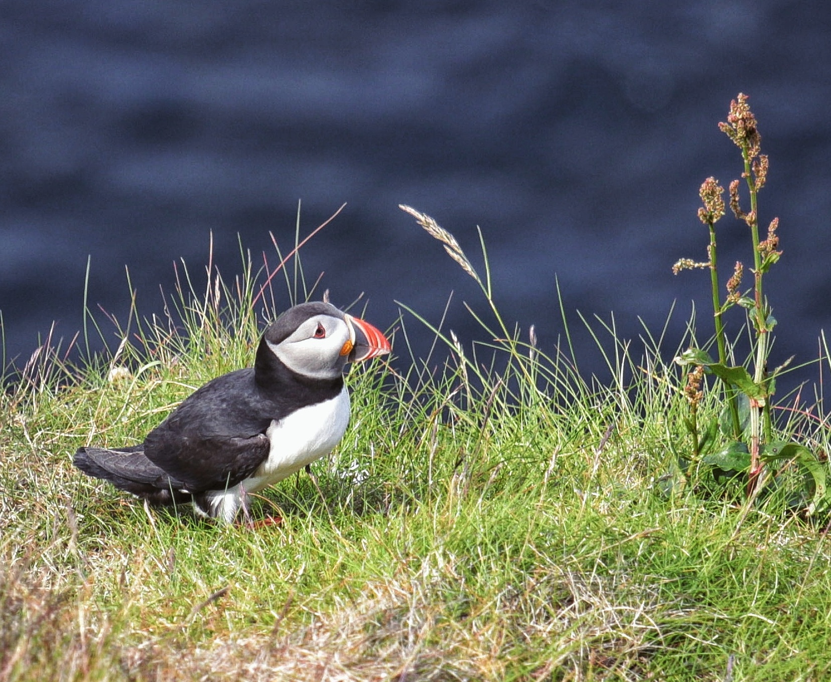 Puffin lovers
