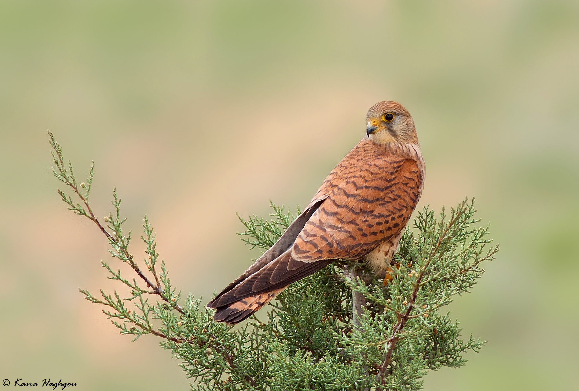 Kestrel