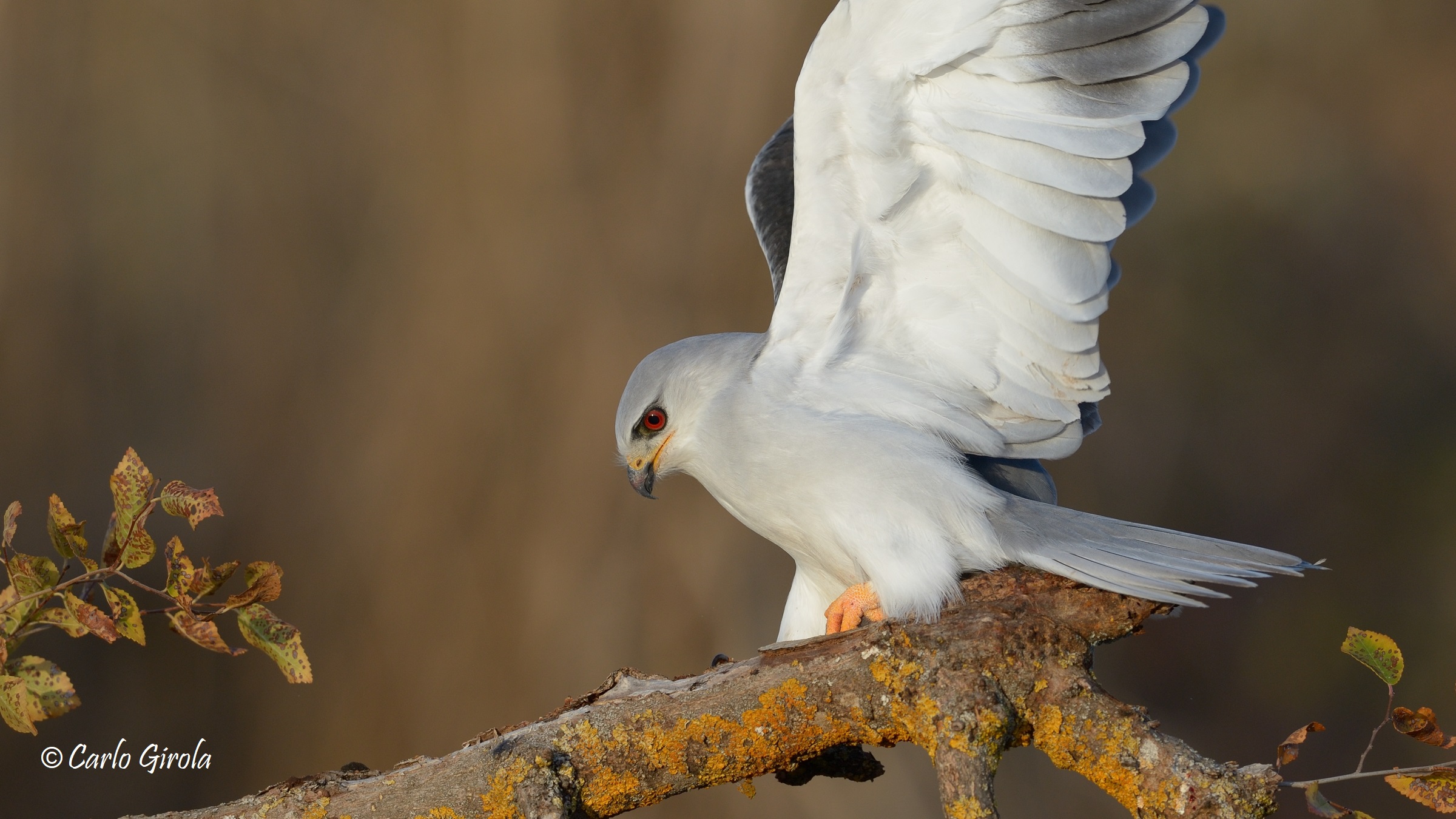 White kite (Elanus caeruleus)