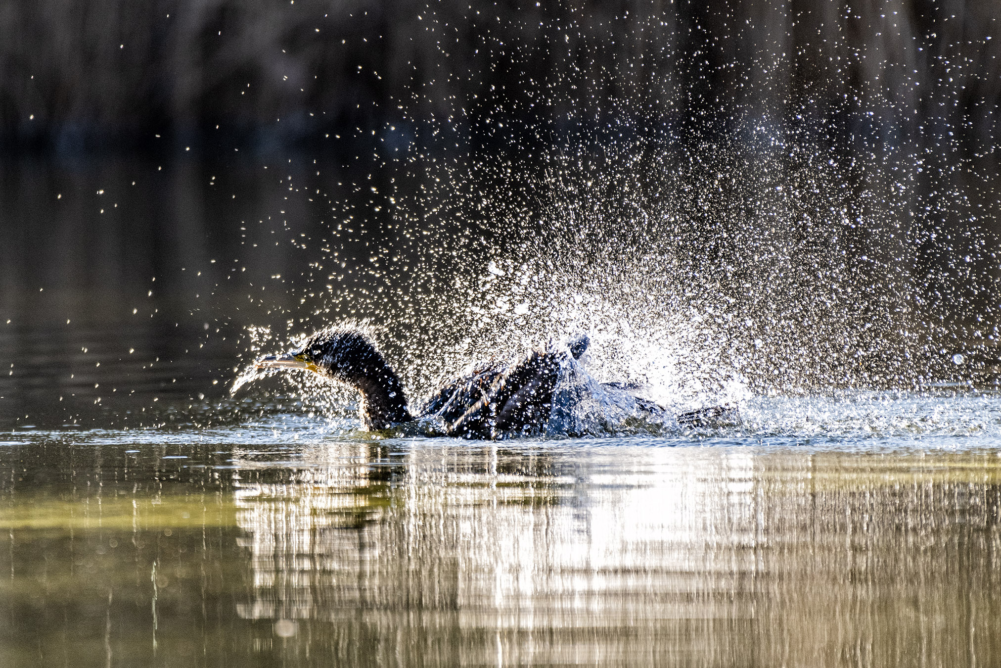 Cormorant