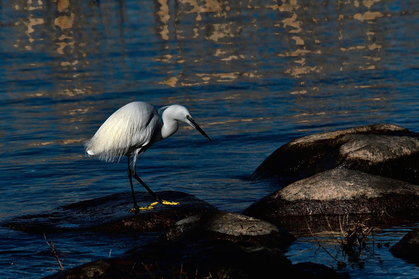 alle cinque della sera