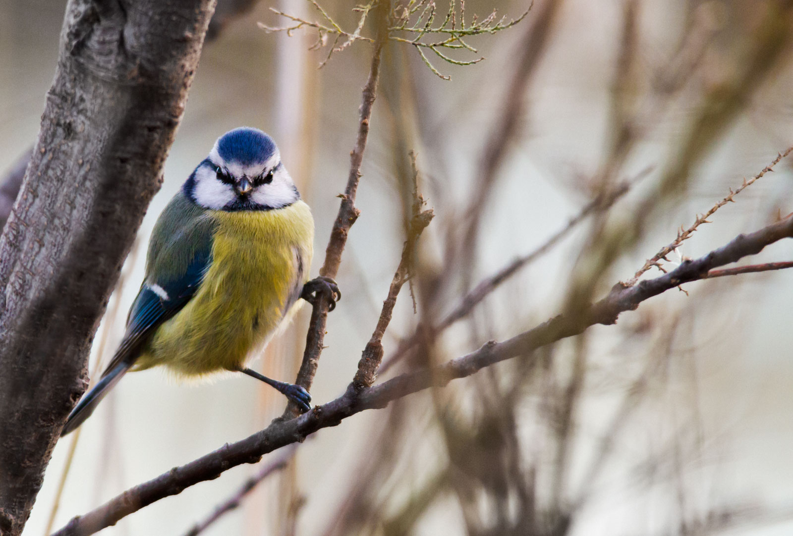 Blue Tit