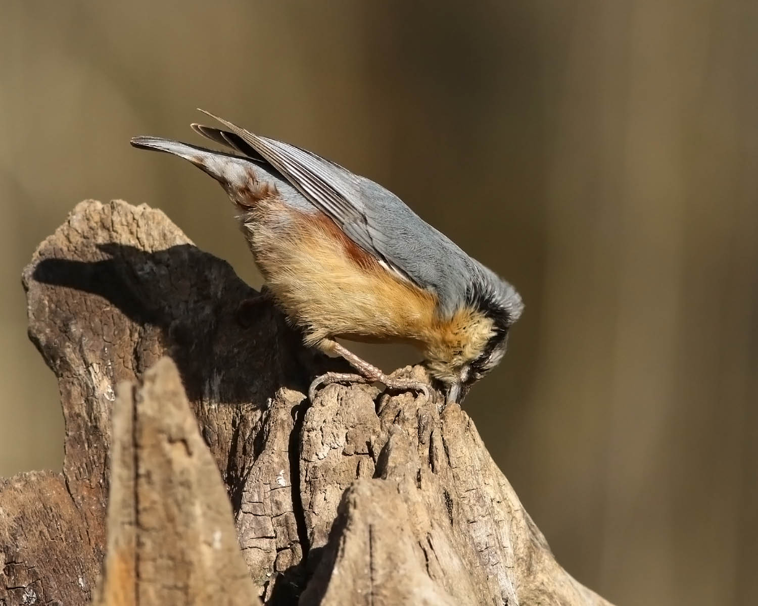 So much.... Win... iooooo