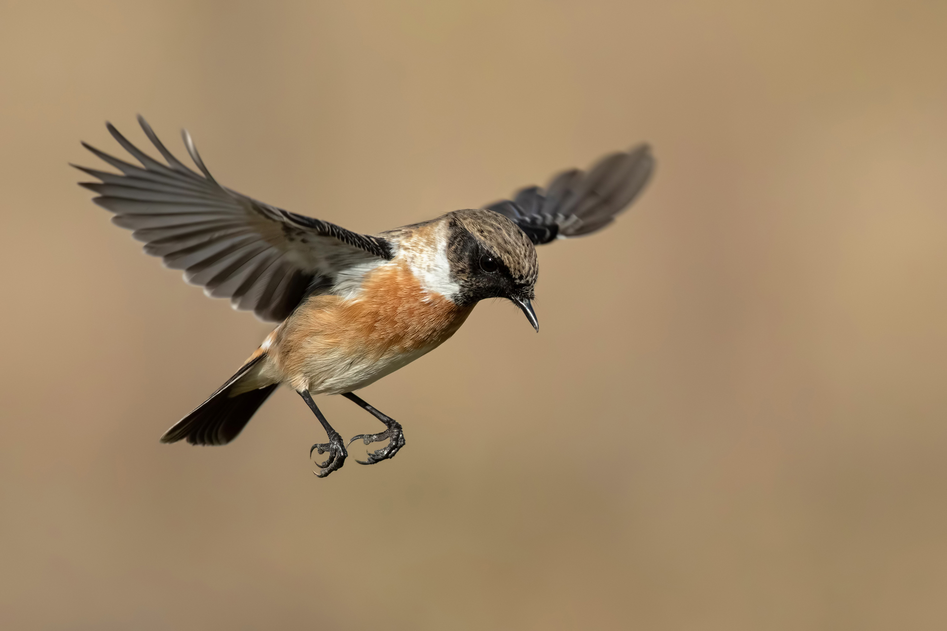 Saltimpalo - European Stonechat