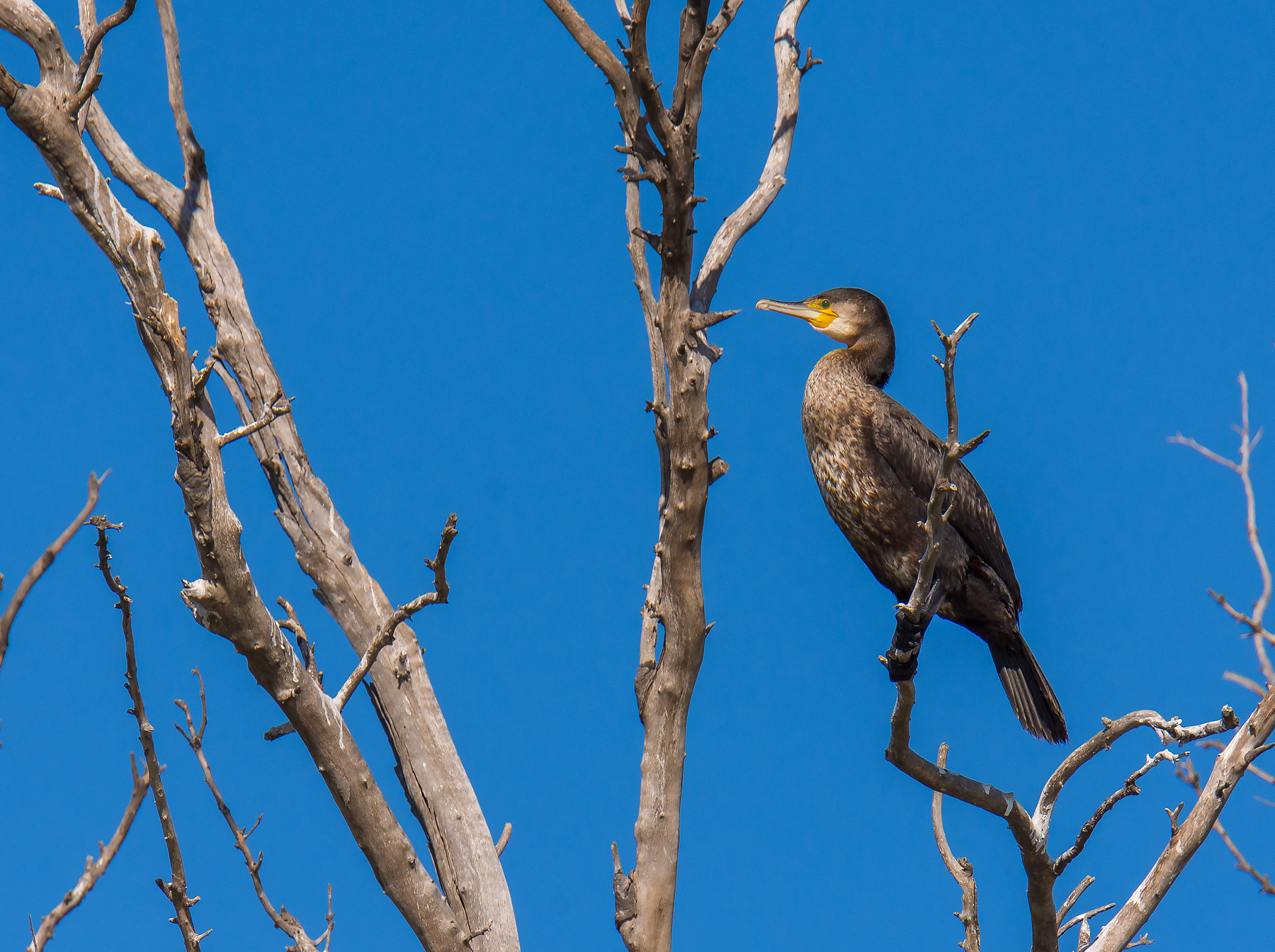 Cormorant