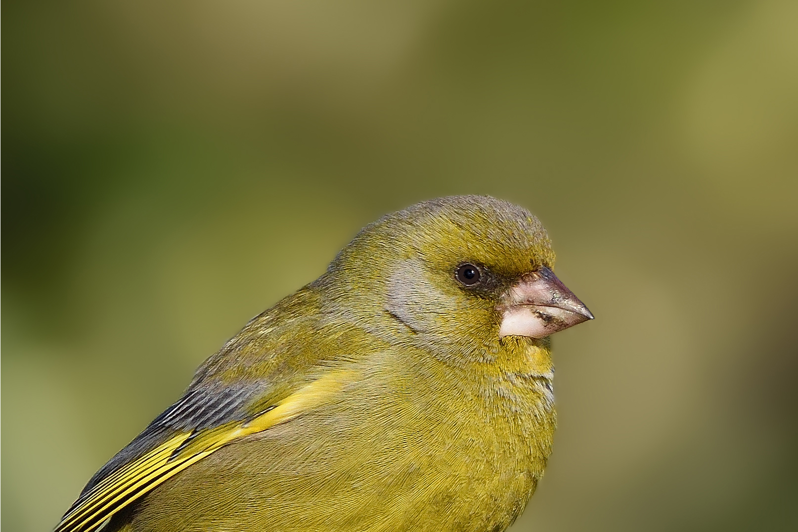 Close-up of the green