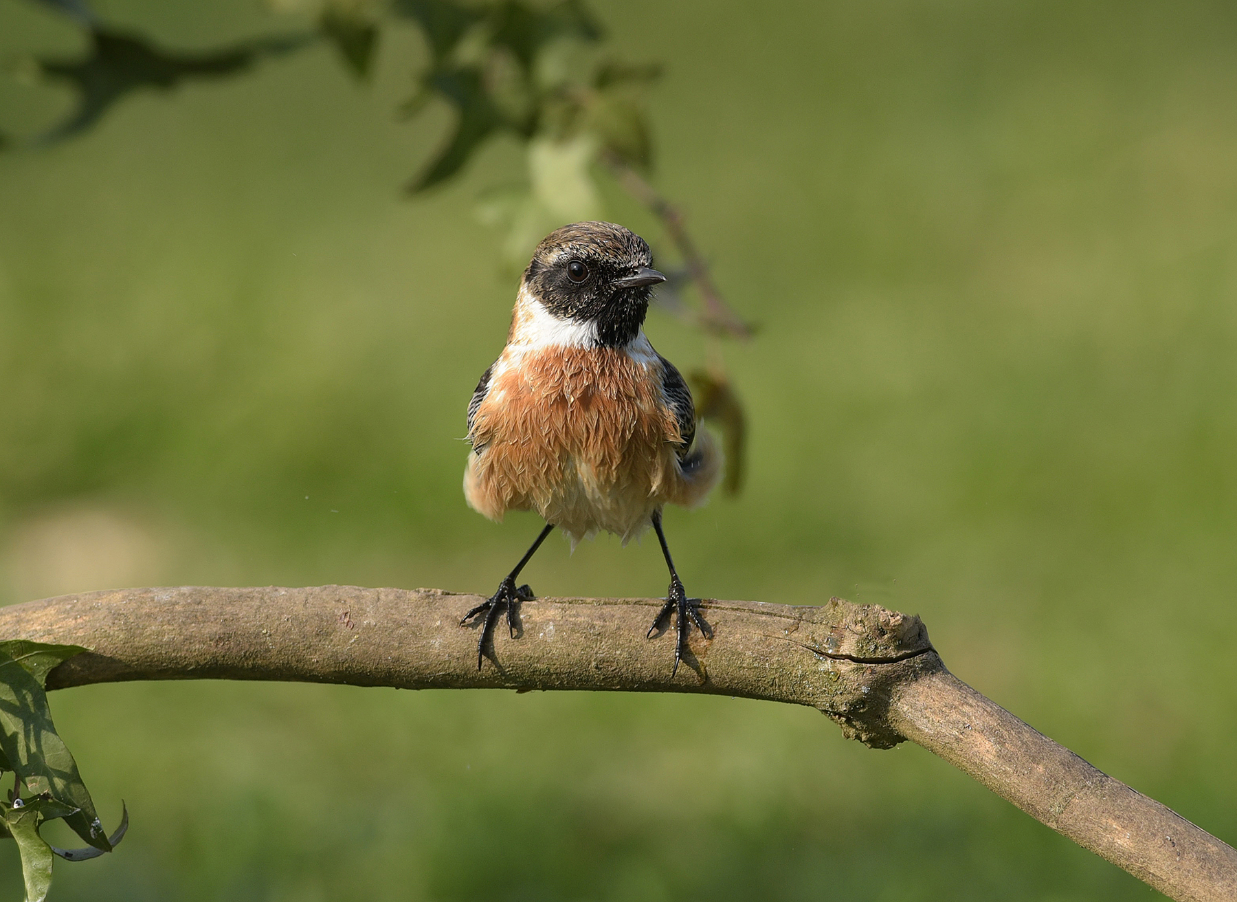 excuse just a moment, I'll take the bathrobe