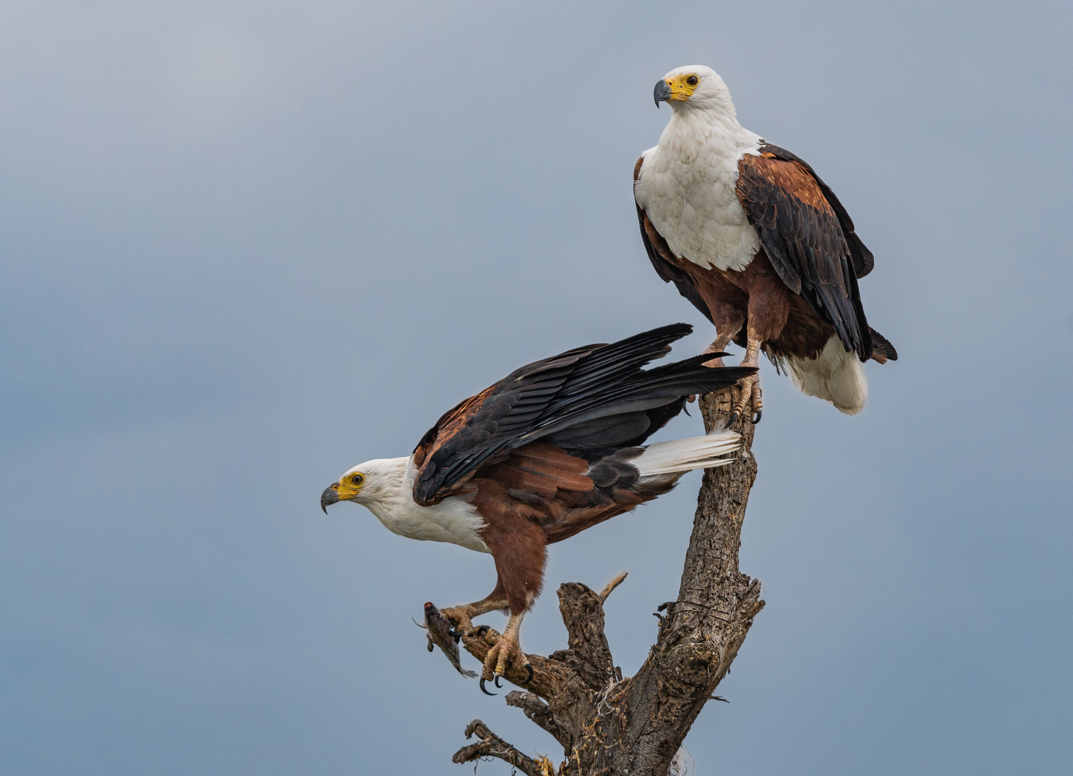 eagle screaming kenya