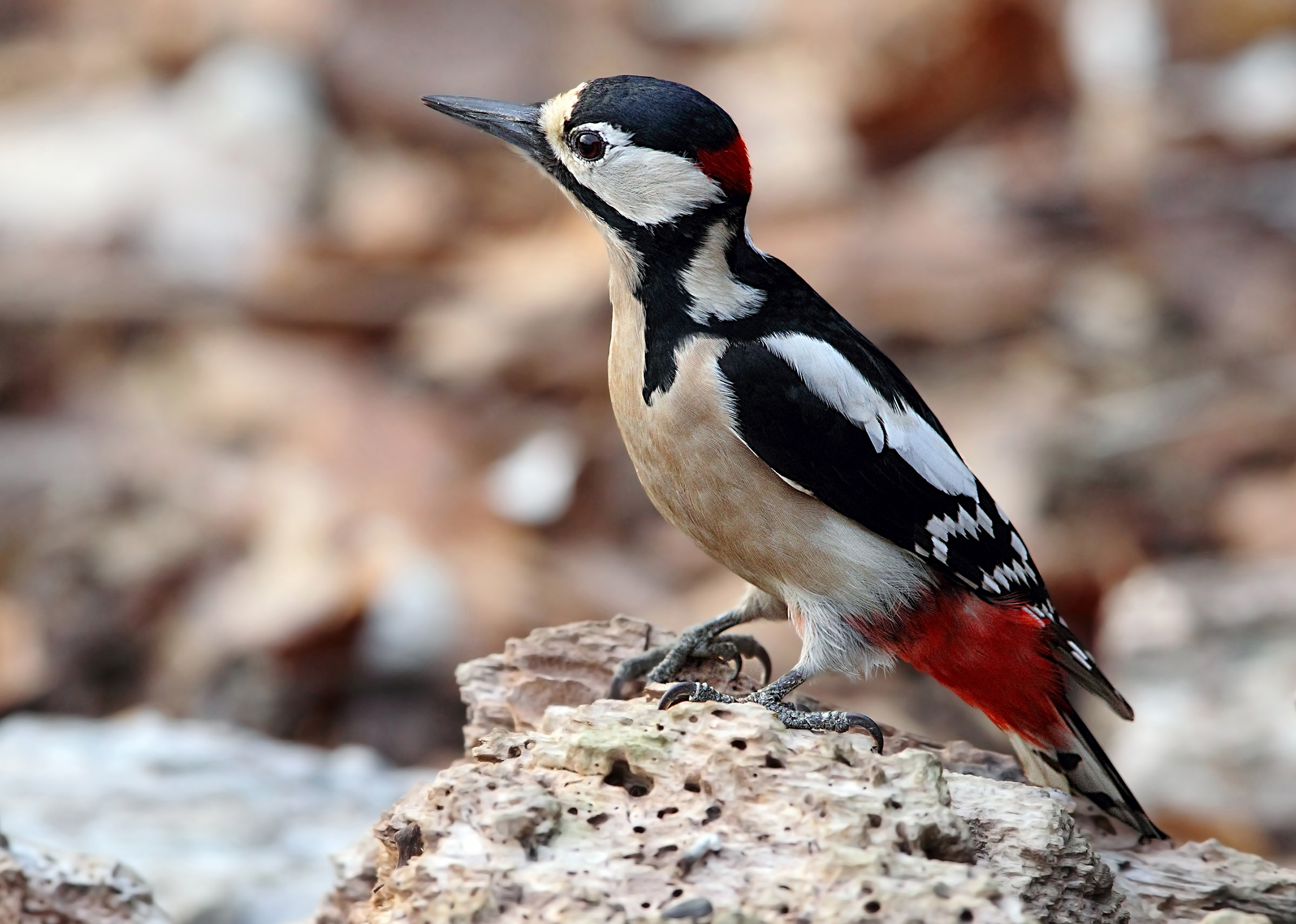 picchio rosso maggiore