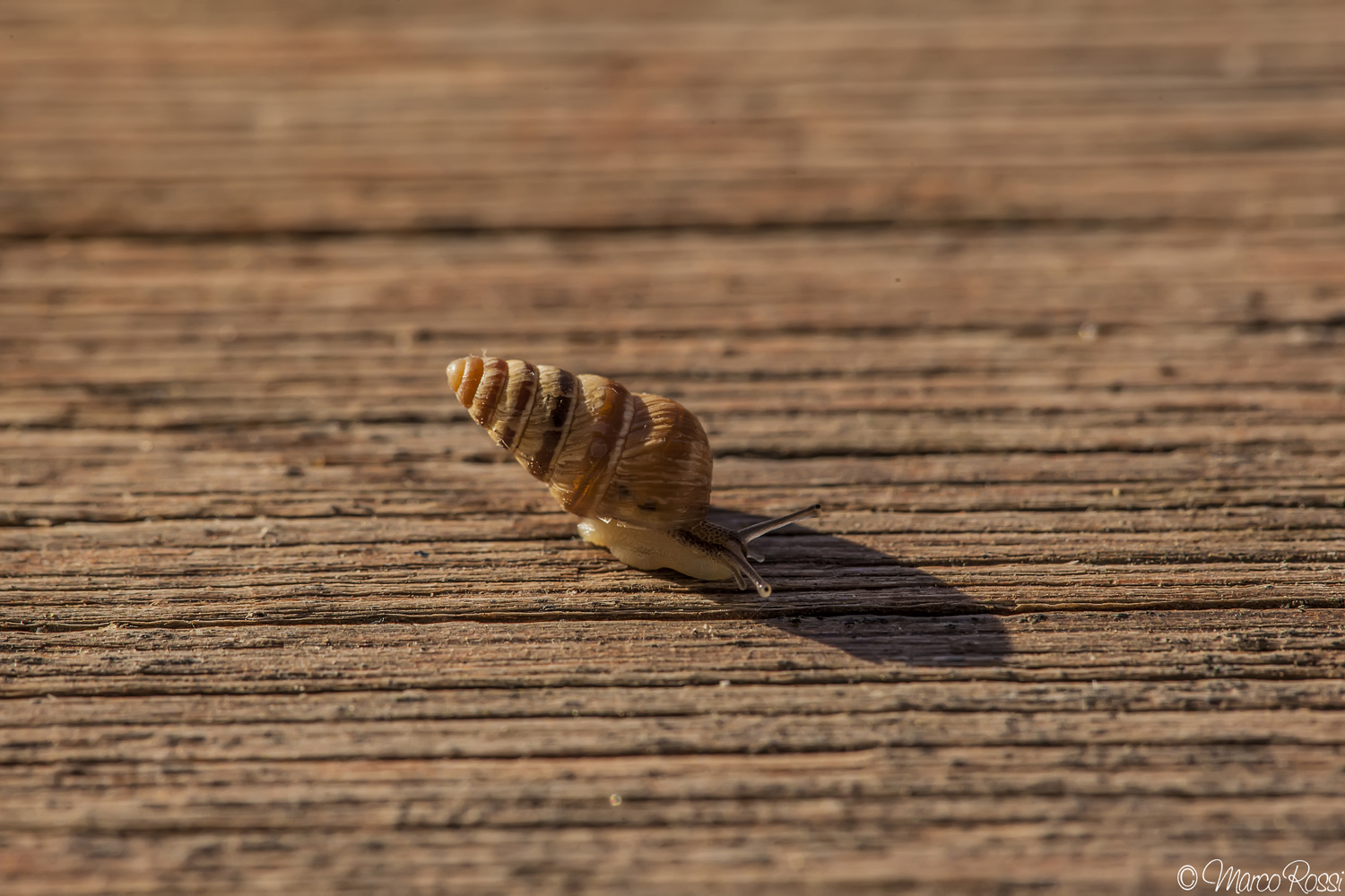 In house including 6 mm