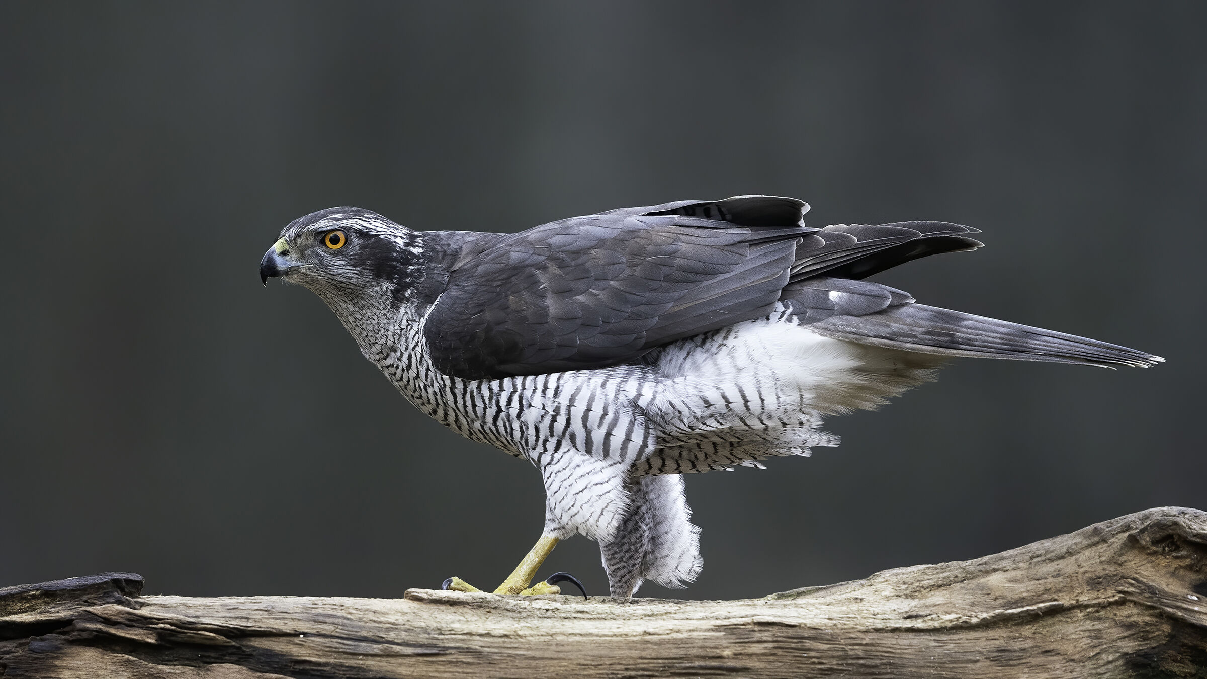 Goshawk