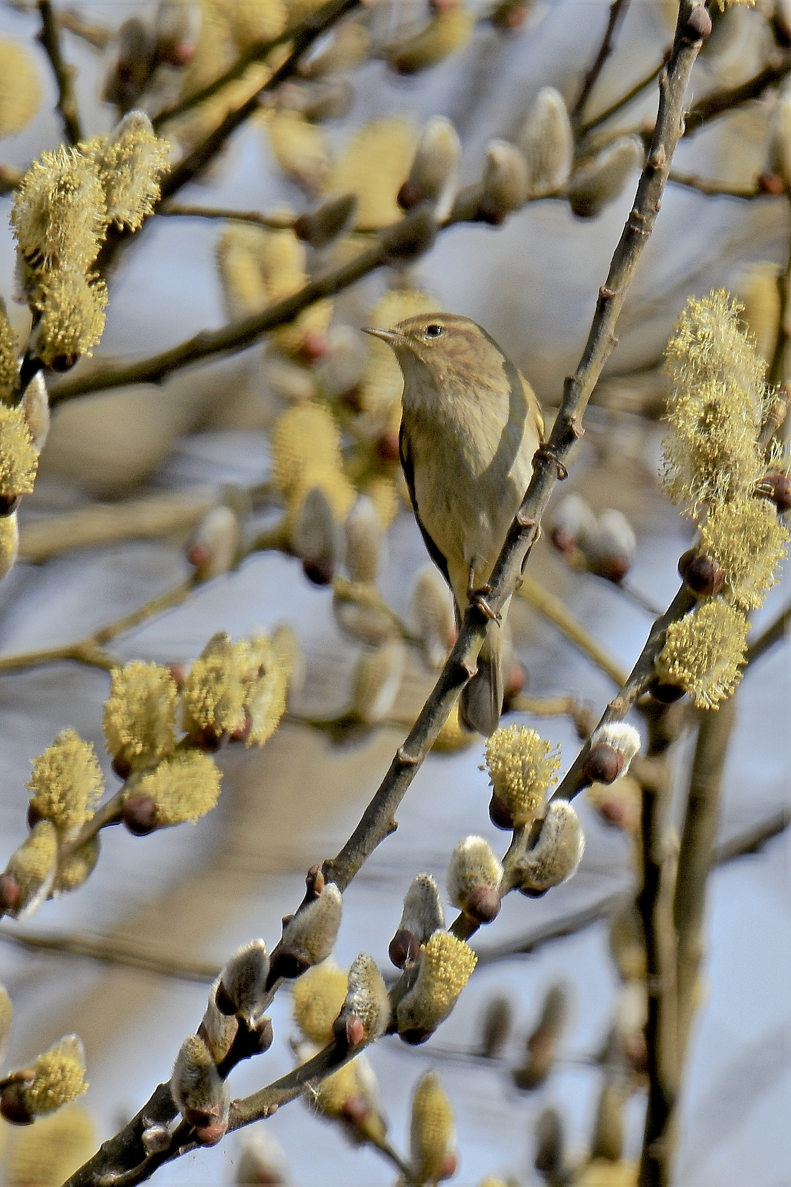 he's small at lipu ces. Mad.
