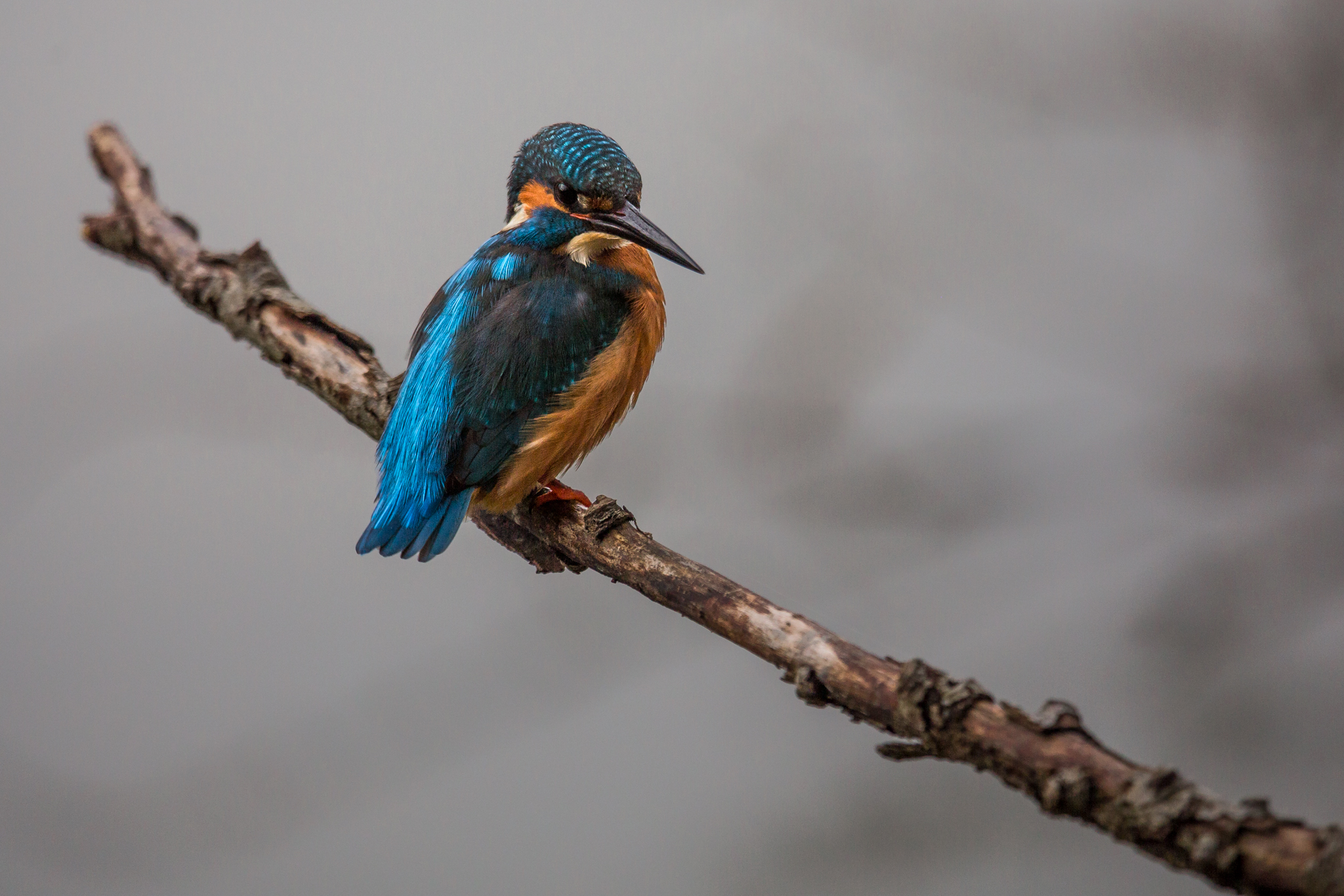 Kingfisher