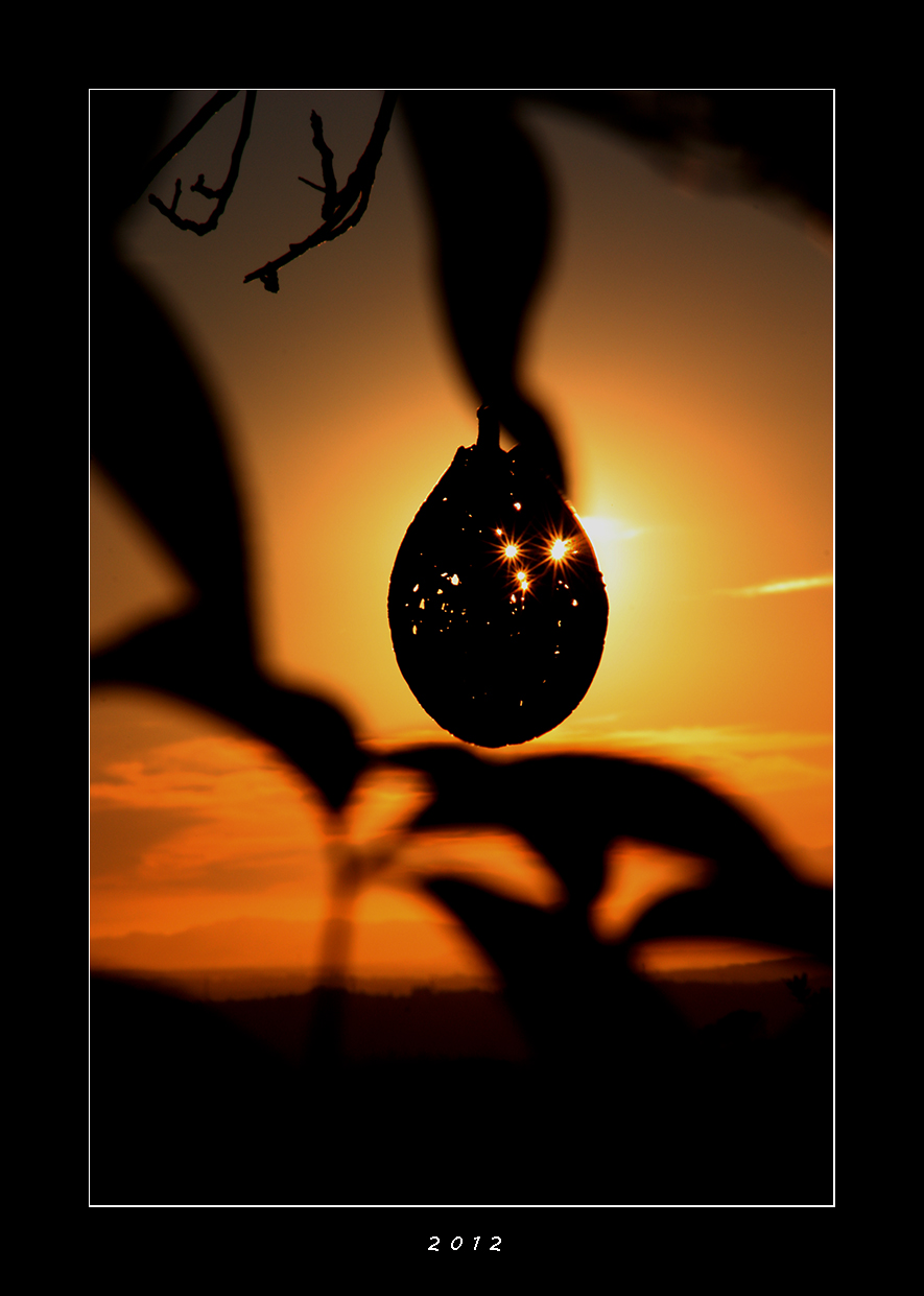 Il nido delle stelle