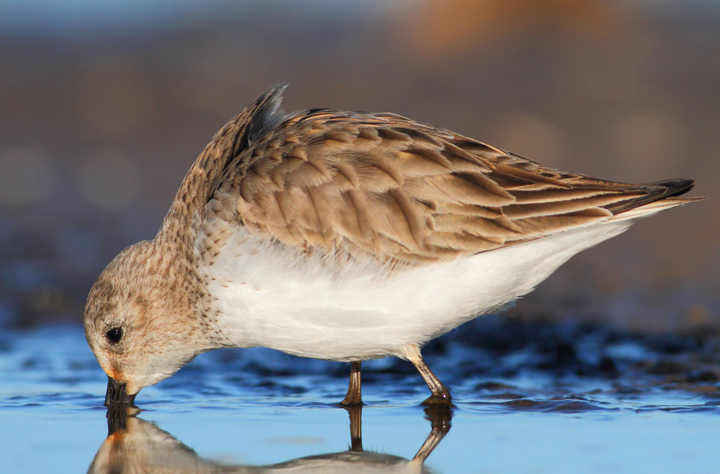 Piovanello pancianera