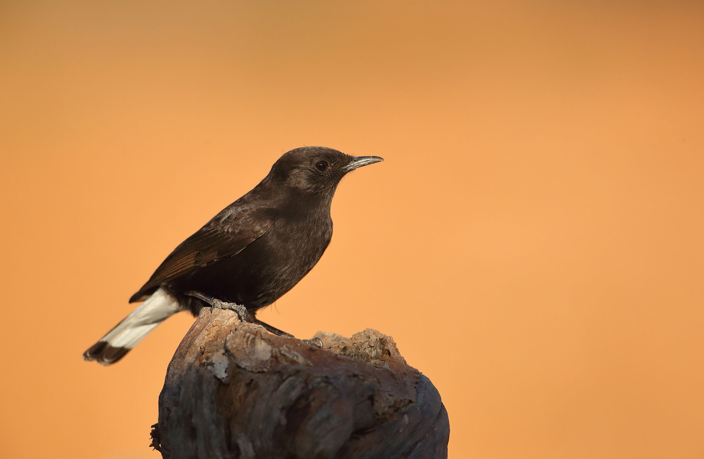 Black Monachella