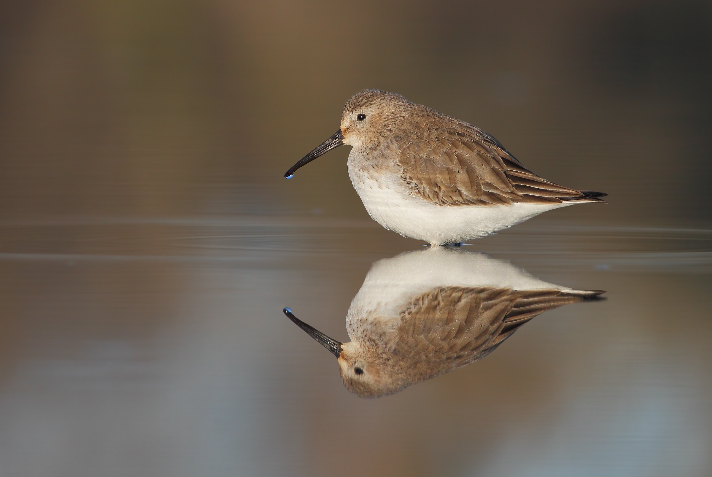 Piovanello pancianera