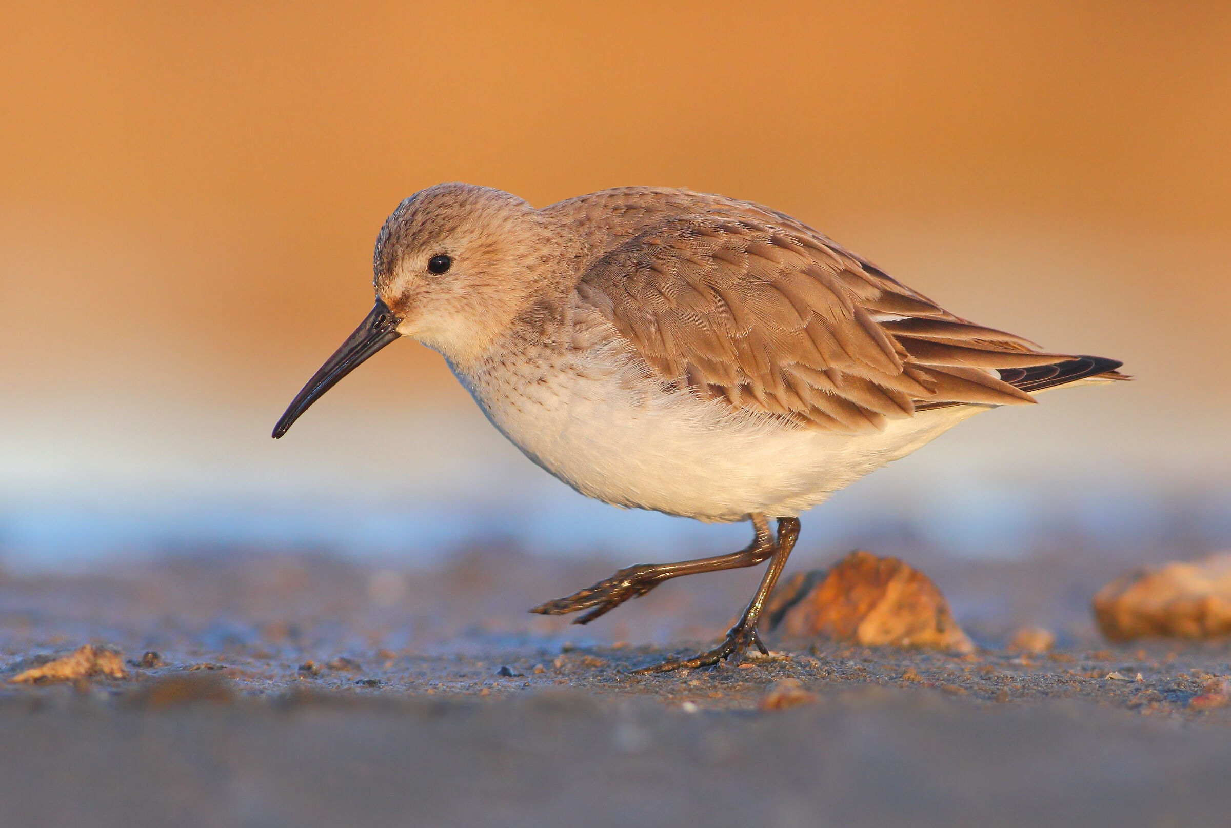 Piovanello pancianera