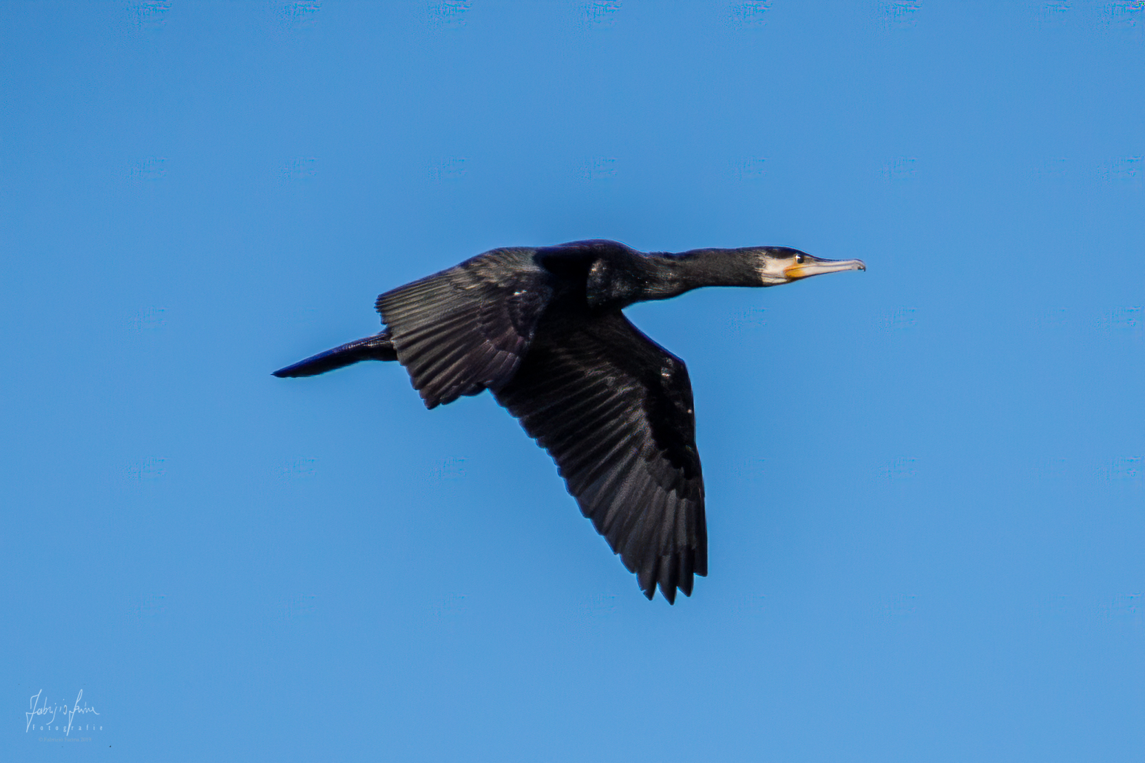 Heron