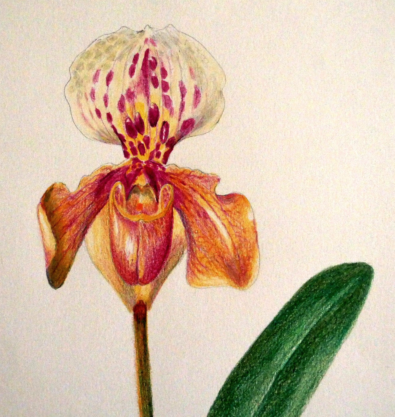 Paphiopedilum sp.