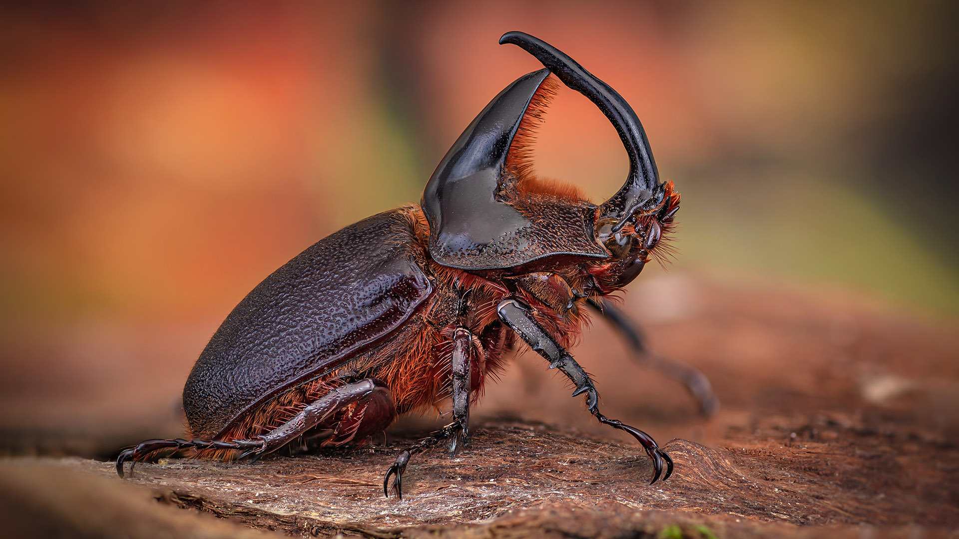 Heterogomphus schoenherri
