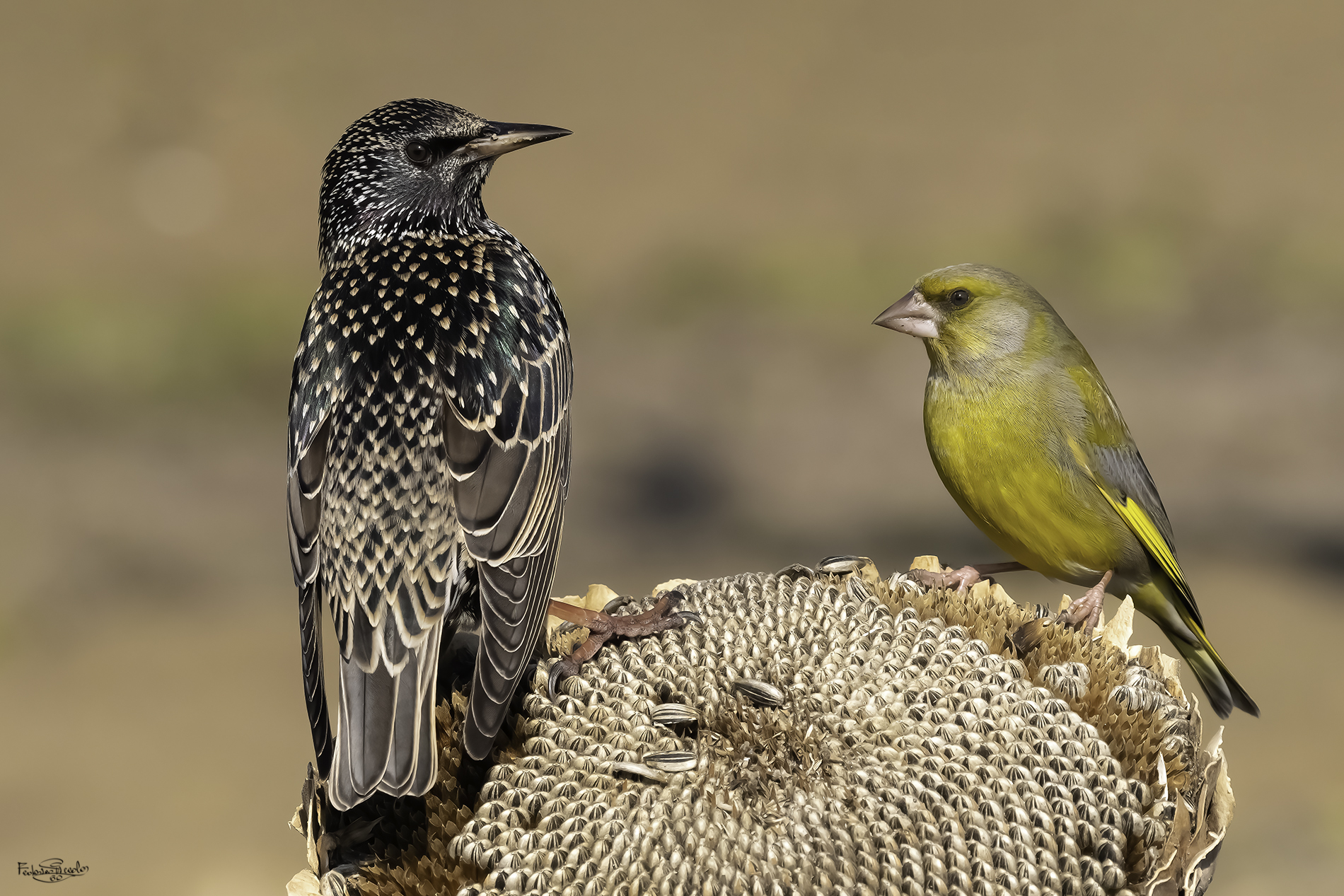 Reversal and Verdone