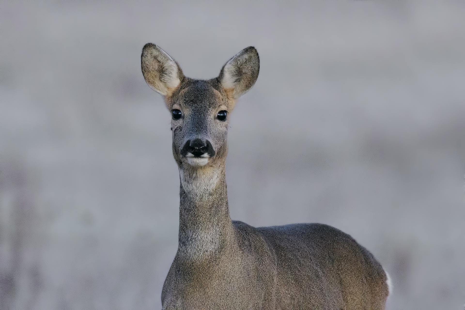 Capriolo a 28.800 iso