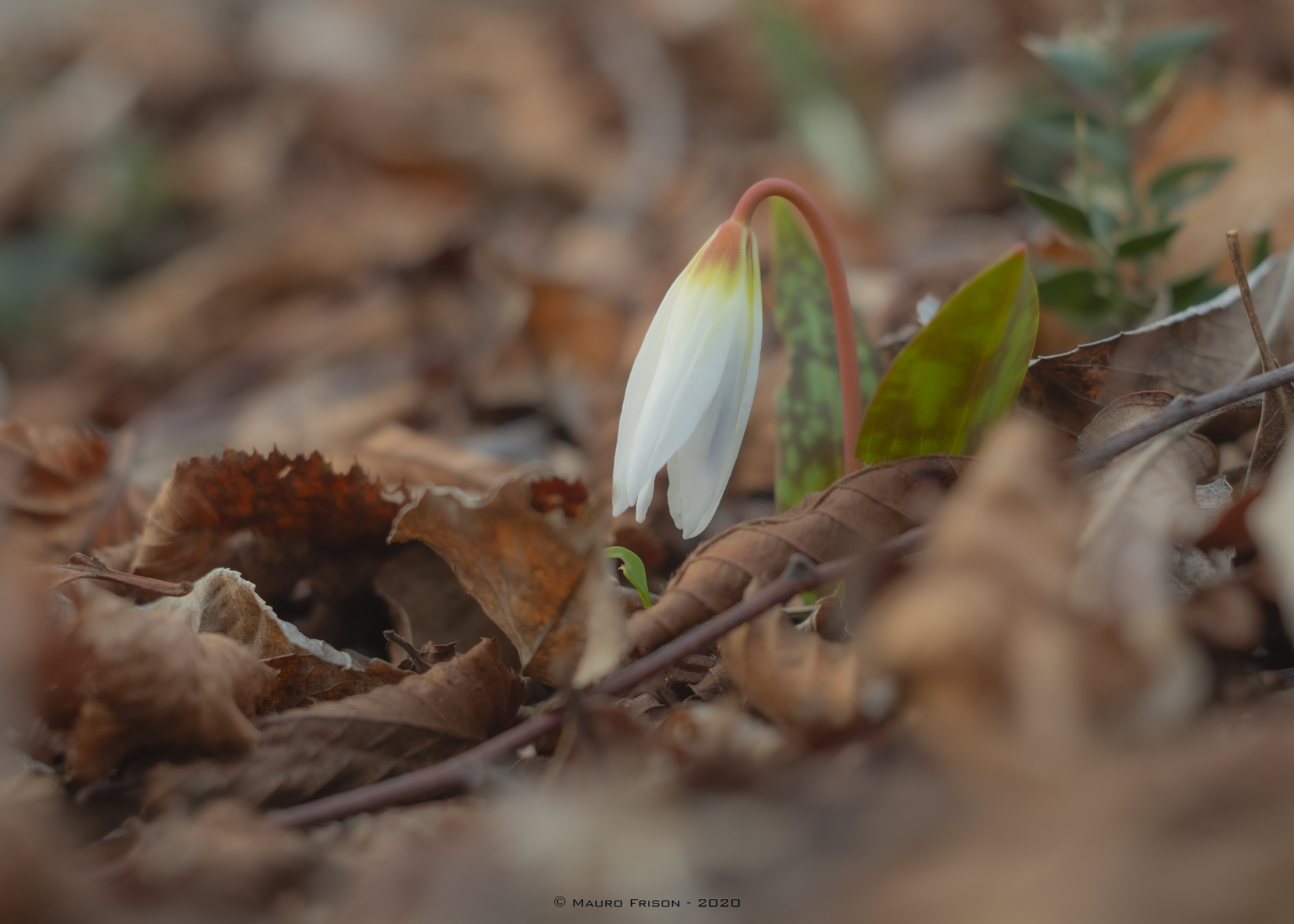 Primavera in anticipo