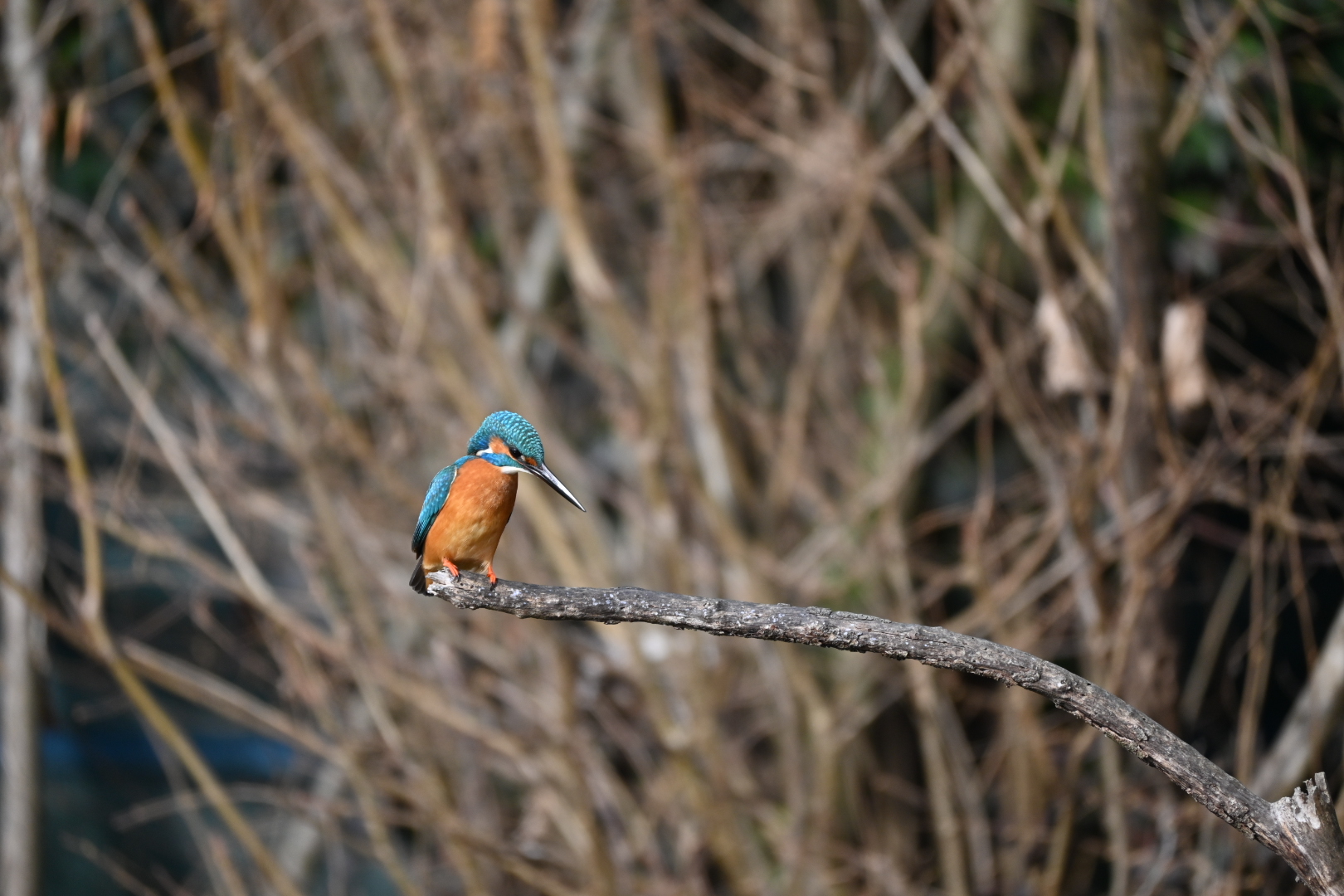 Kingfisher