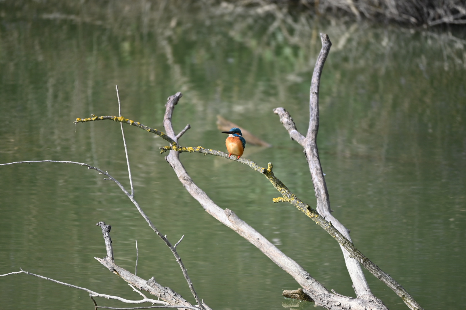 Kingfisher