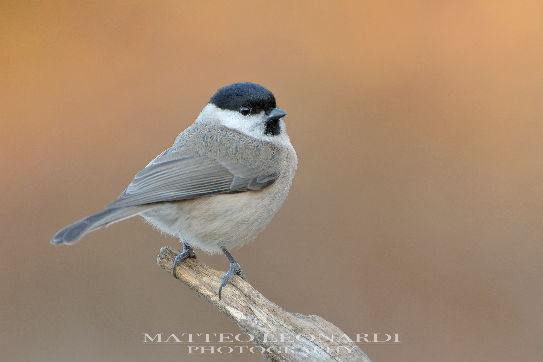 Cincia Bigia - Alpi Apuane