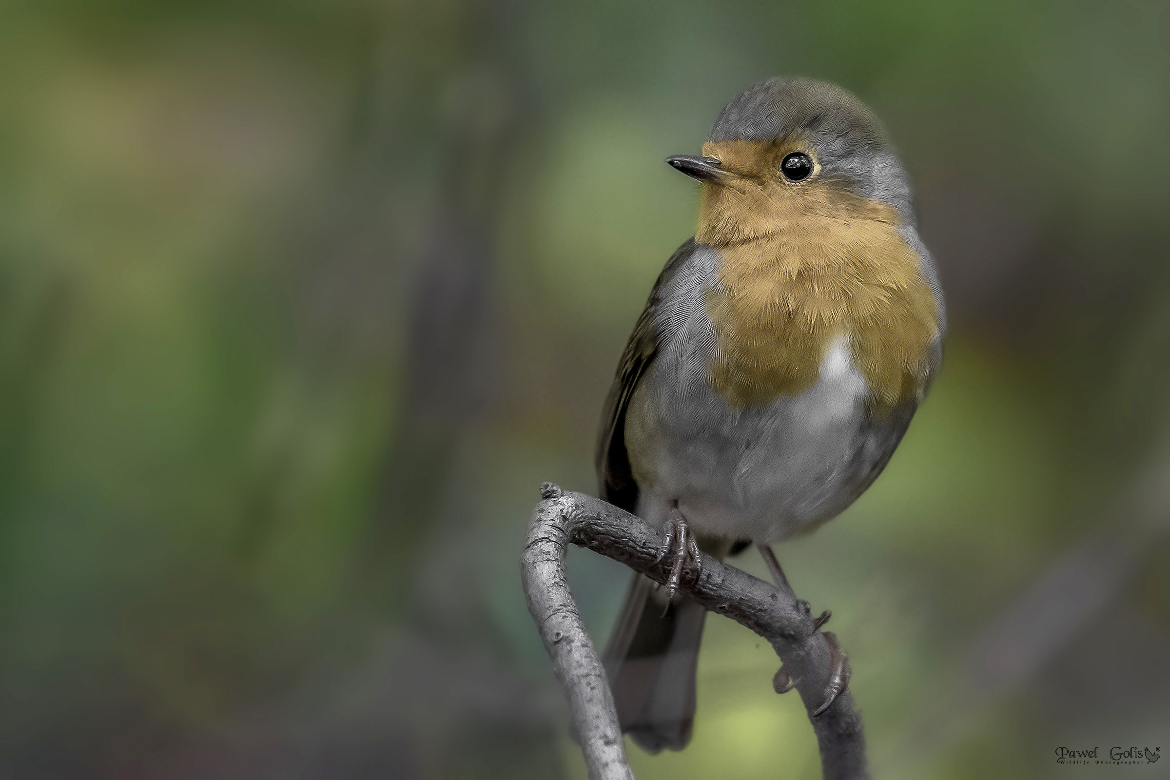 Pettirosso europeo (Erithacus rubecula)