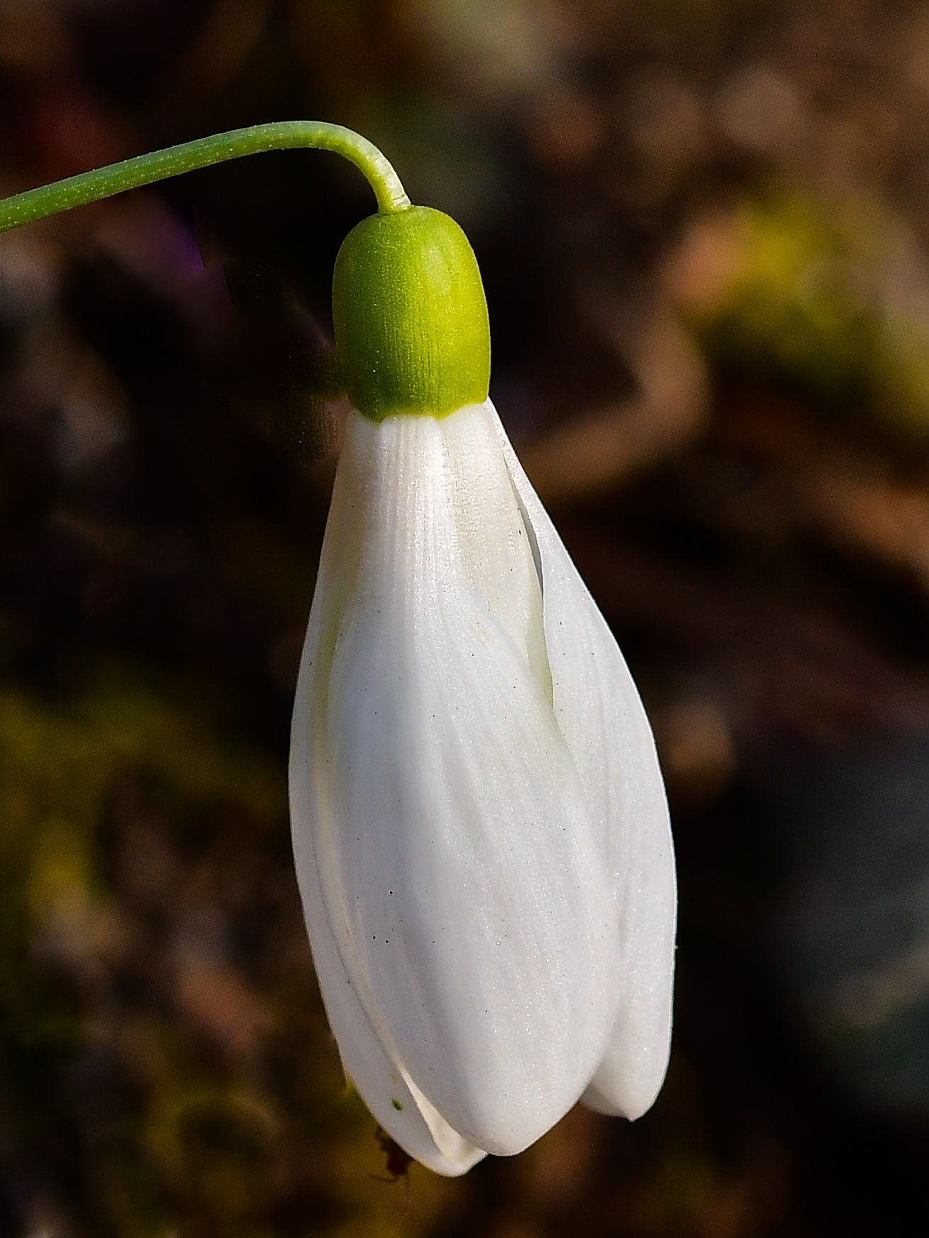 Snowdrops