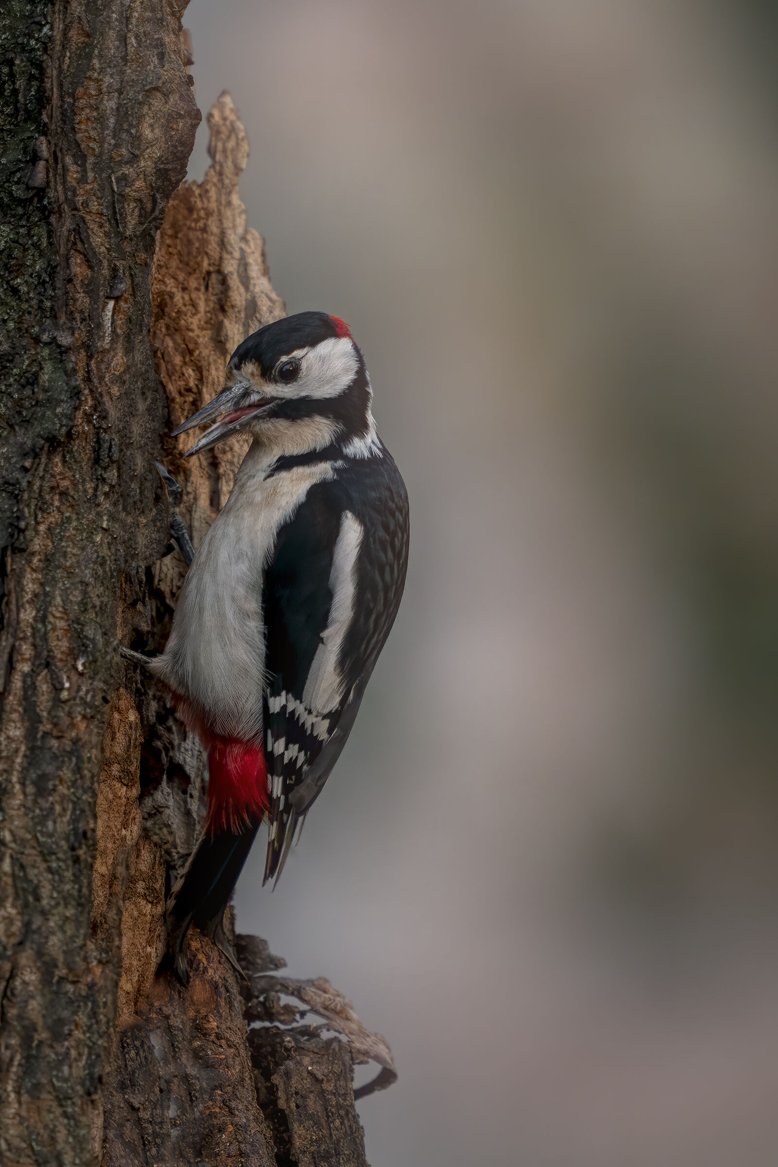 major red woodpecker