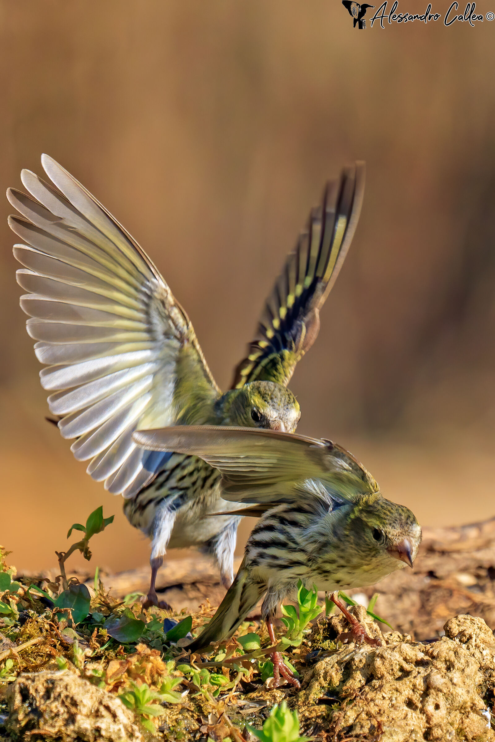 Sono il Conte Dracula....Minchia!!!