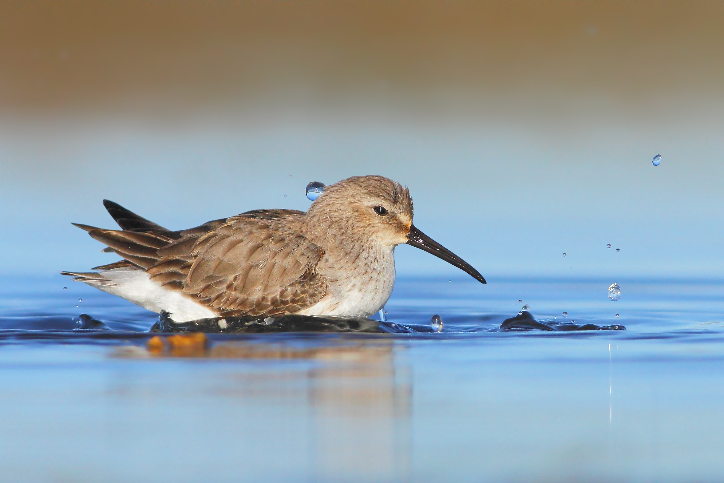 Piovanello pancianera