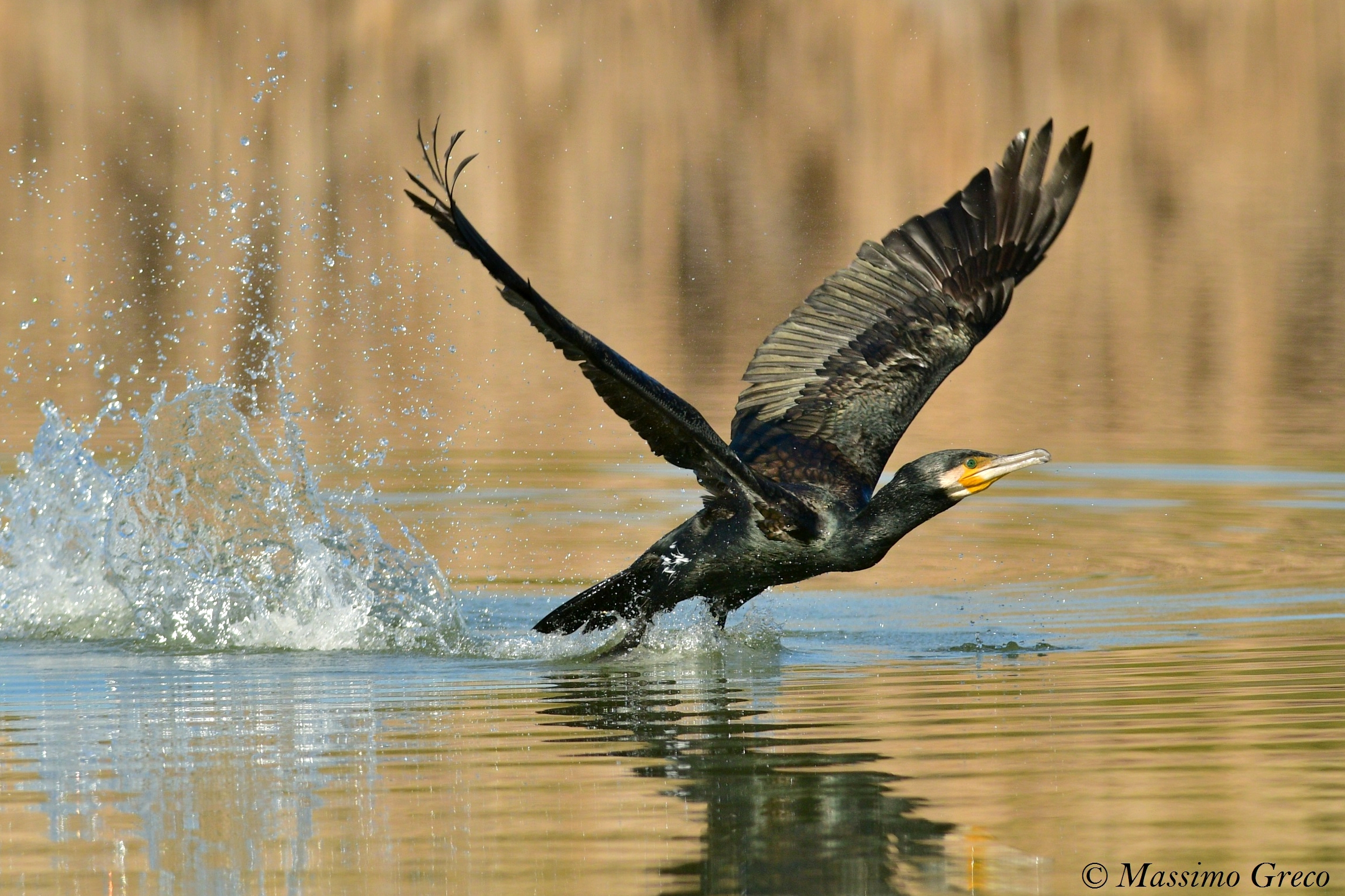 Cormoran (Phalacrocorax carbo) -Decollo