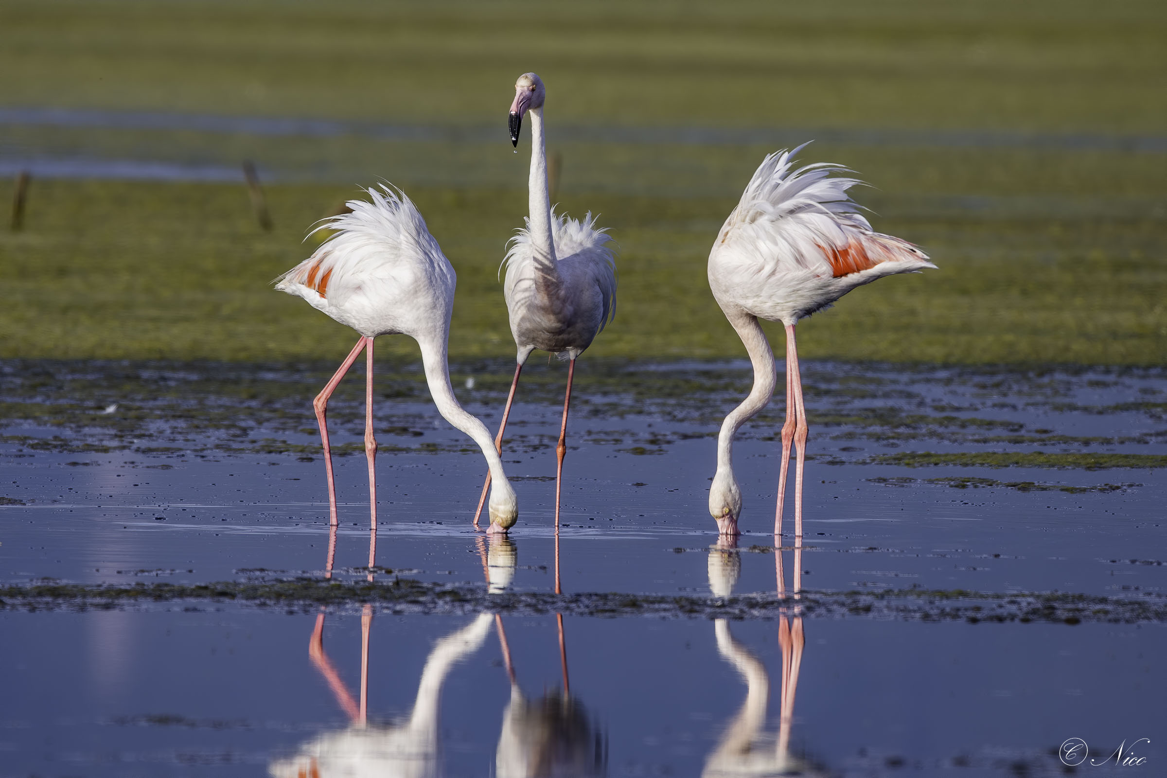 I can't help but snap when I see them