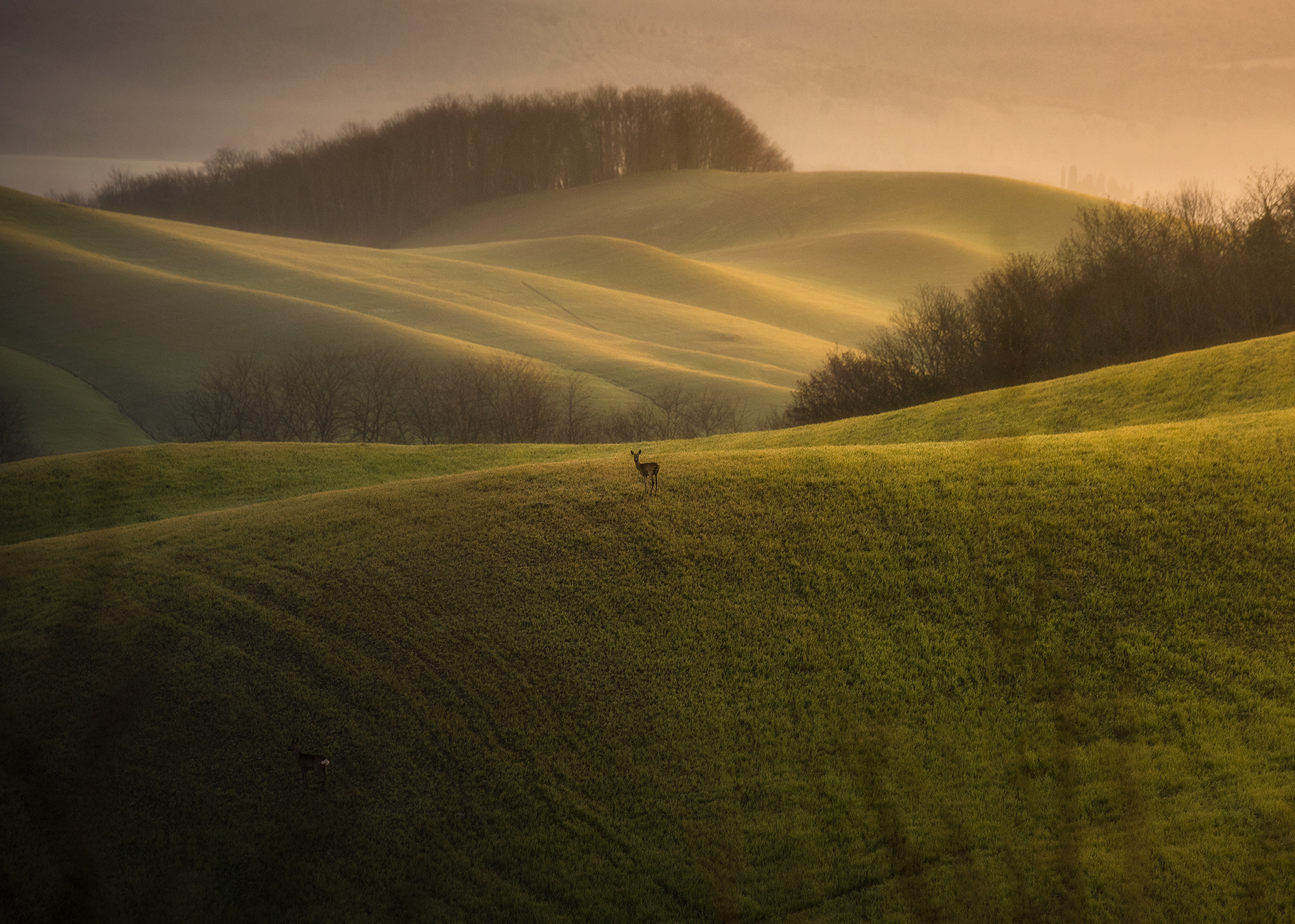Sunrise in the hills (and roe deer)