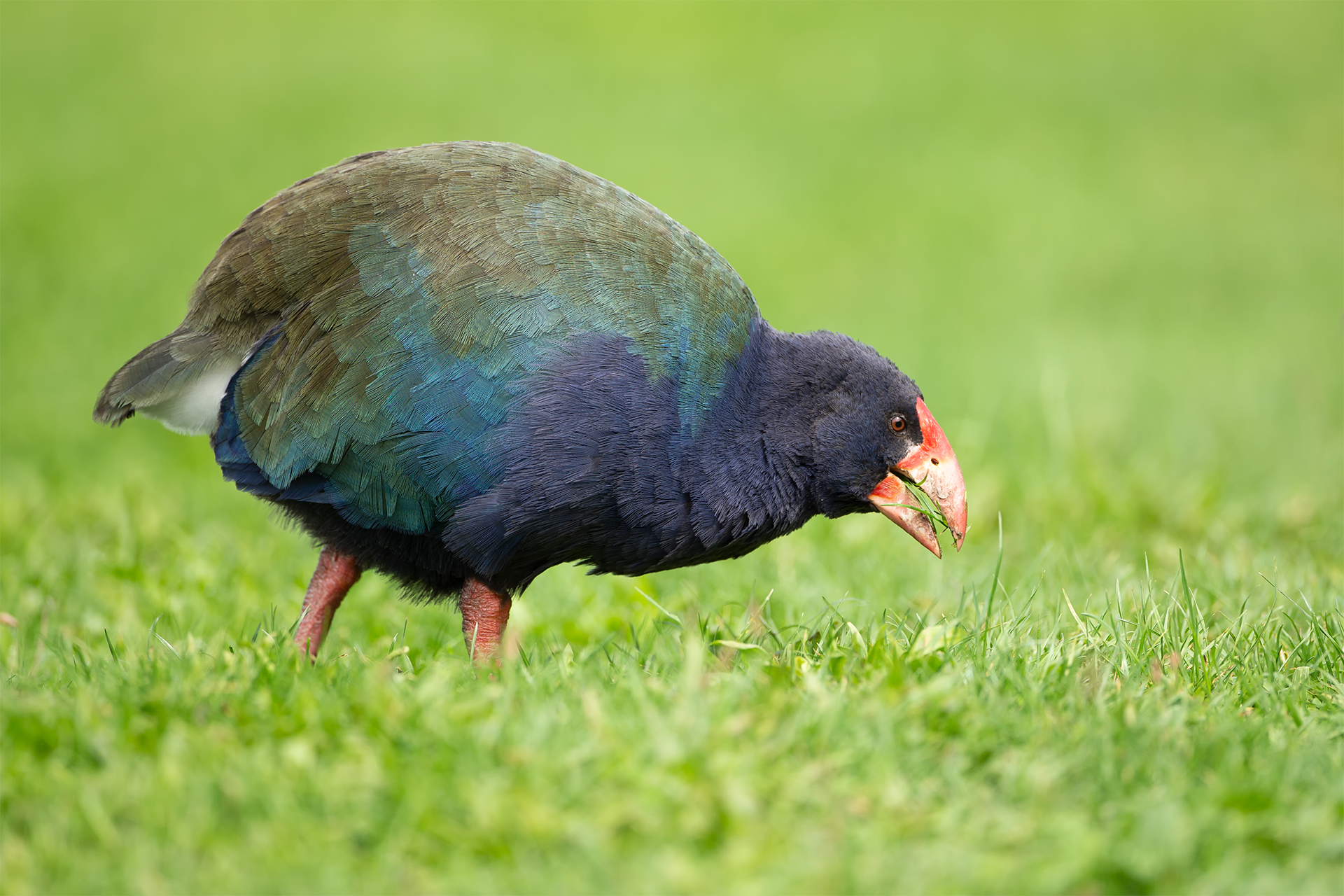 Porphyrio hochstetteri (South Island takahé)