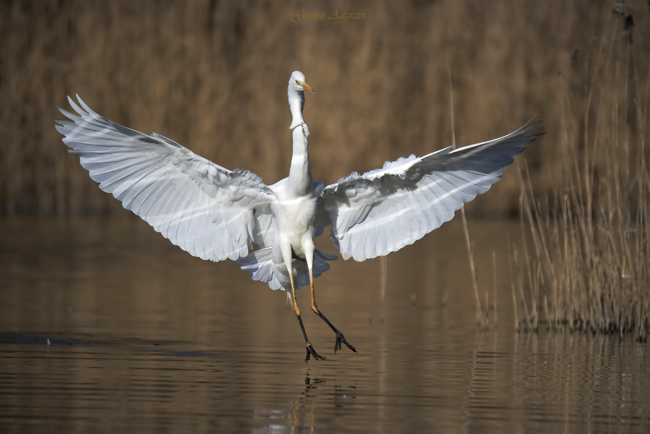Major White Heron (Ardea Dawn)