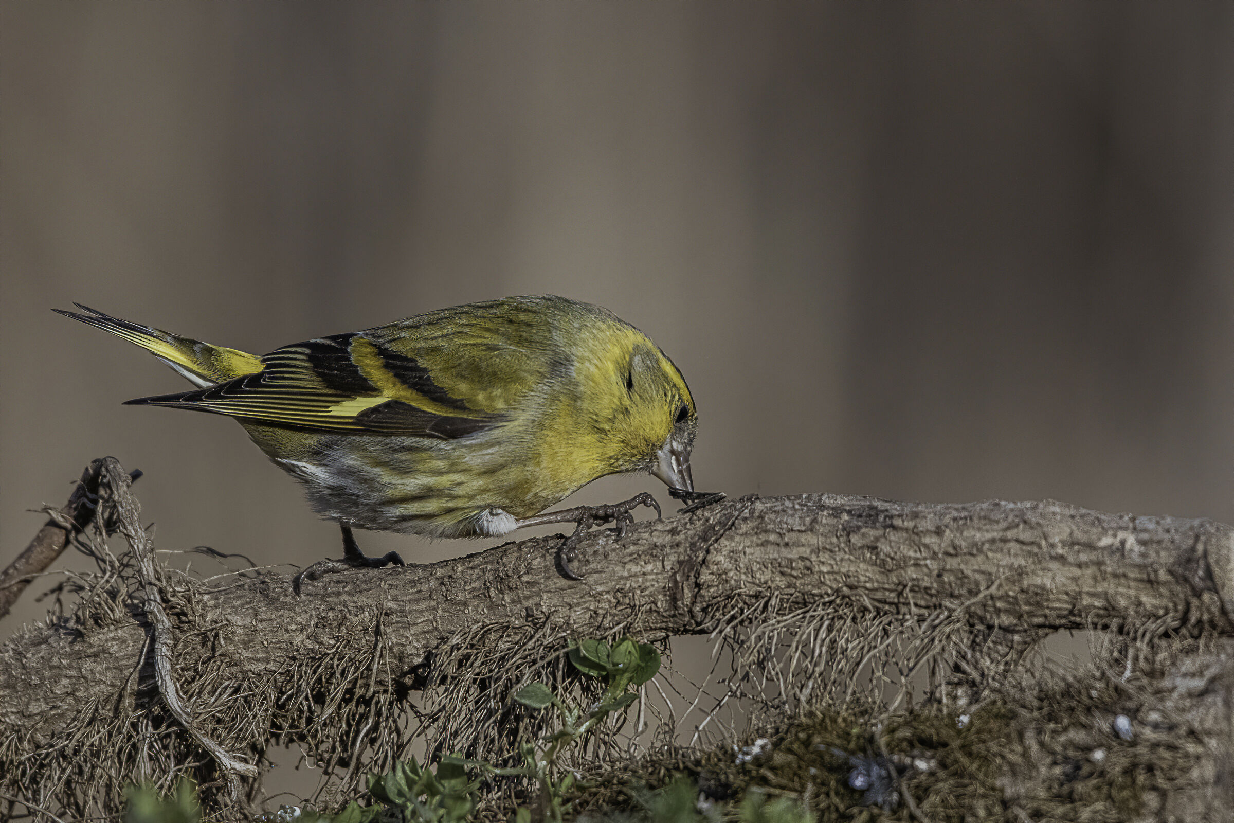 How to open a seed... Tutorial